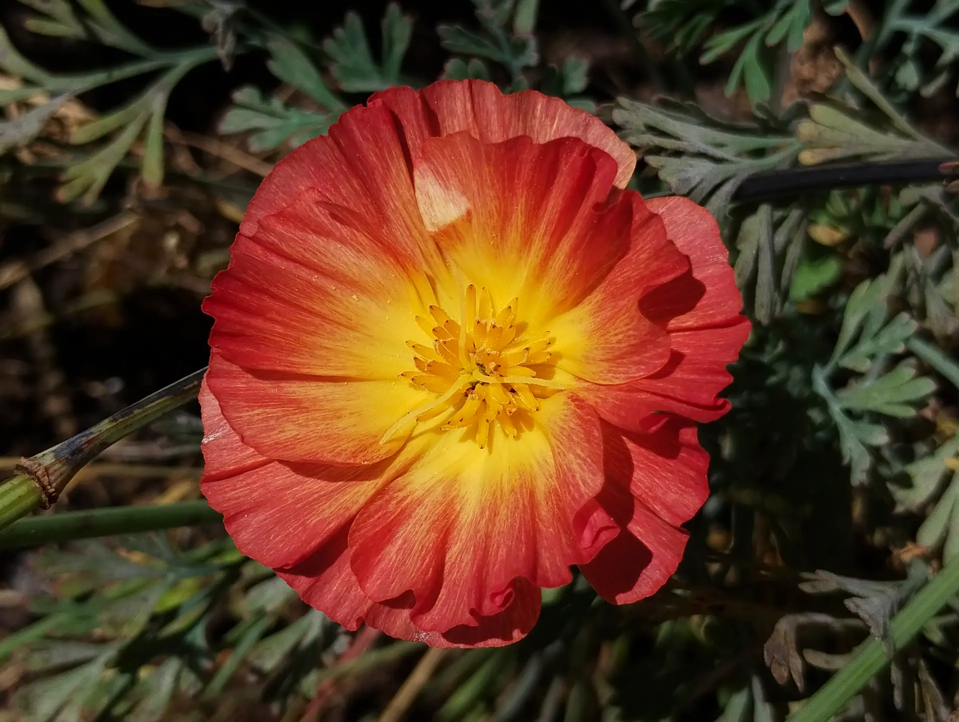 img/eschscholzia-californica-7.webp