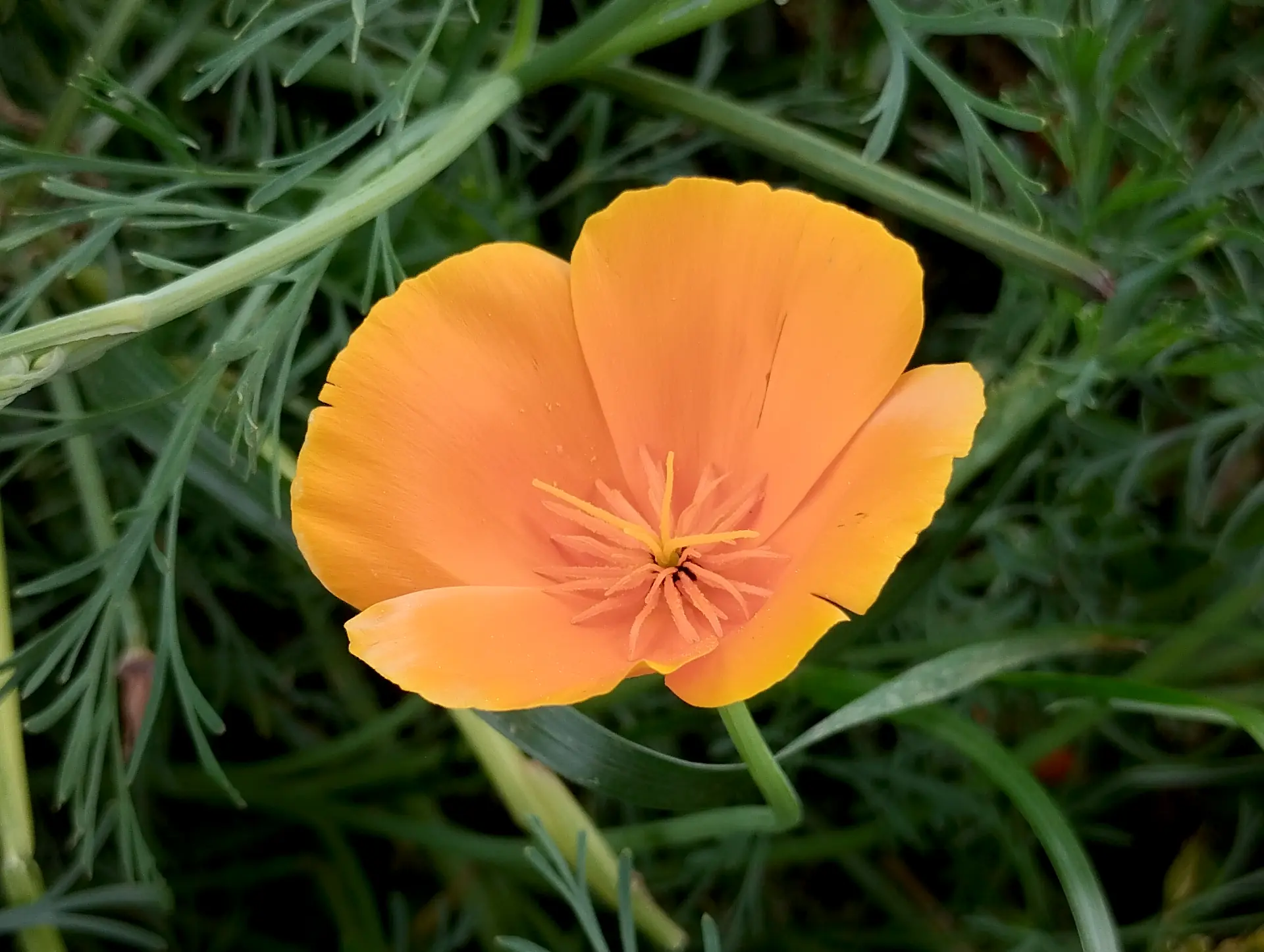 img/eschscholzia-californica.webp