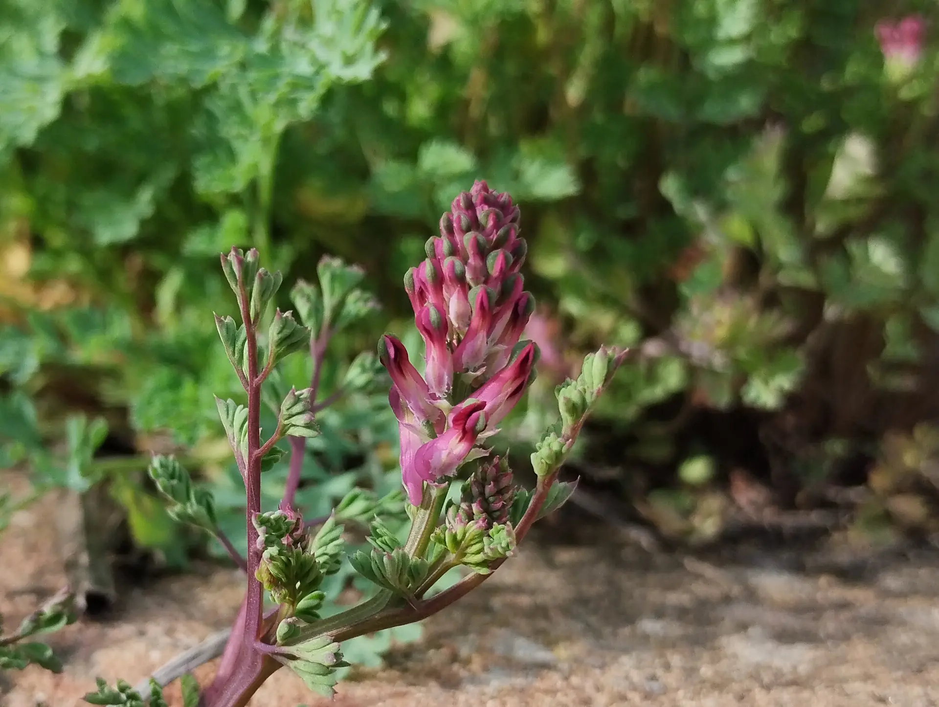 img/fumaria-densiflora.webp