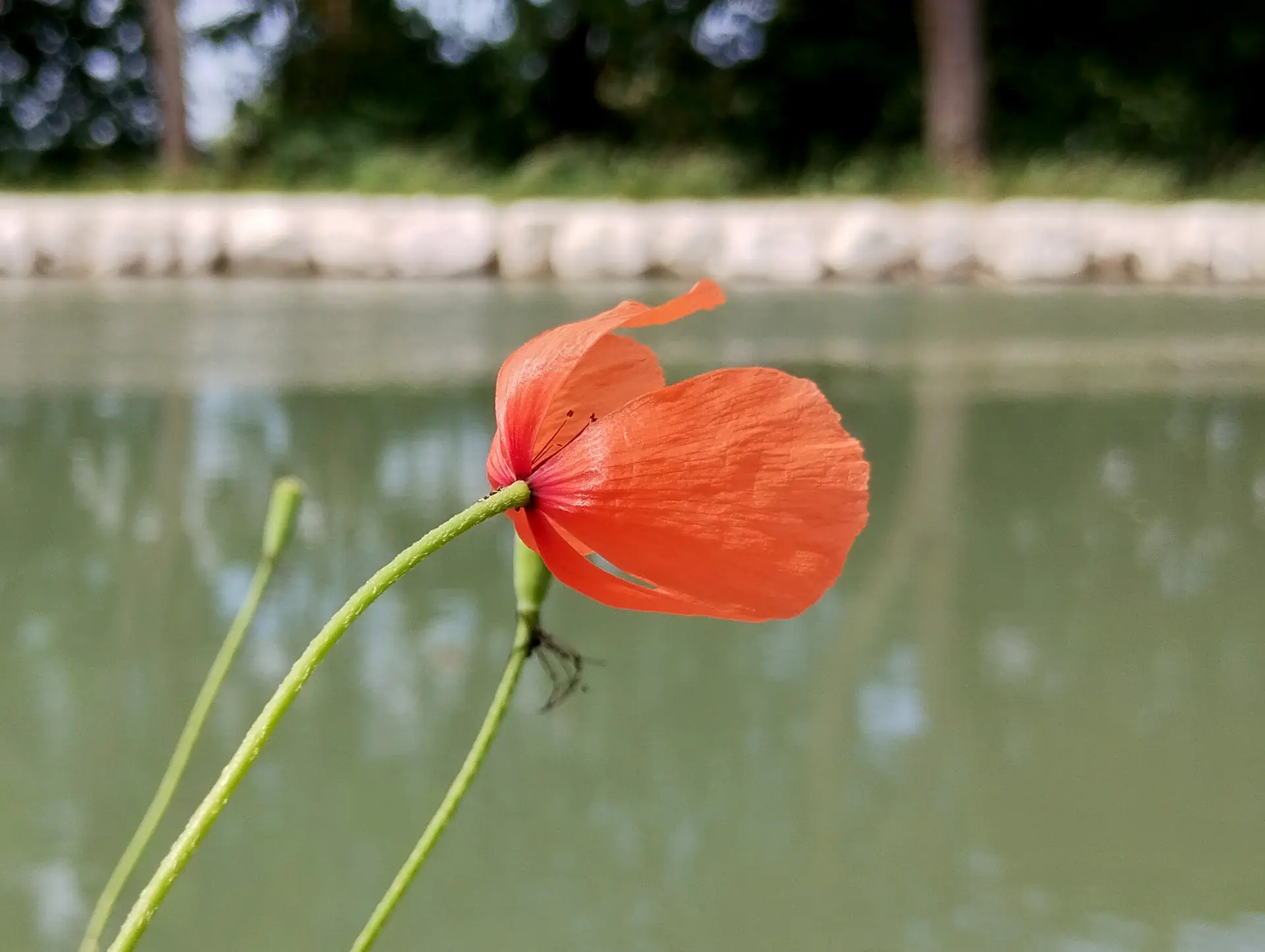 img/papaver-dubium-2.webp