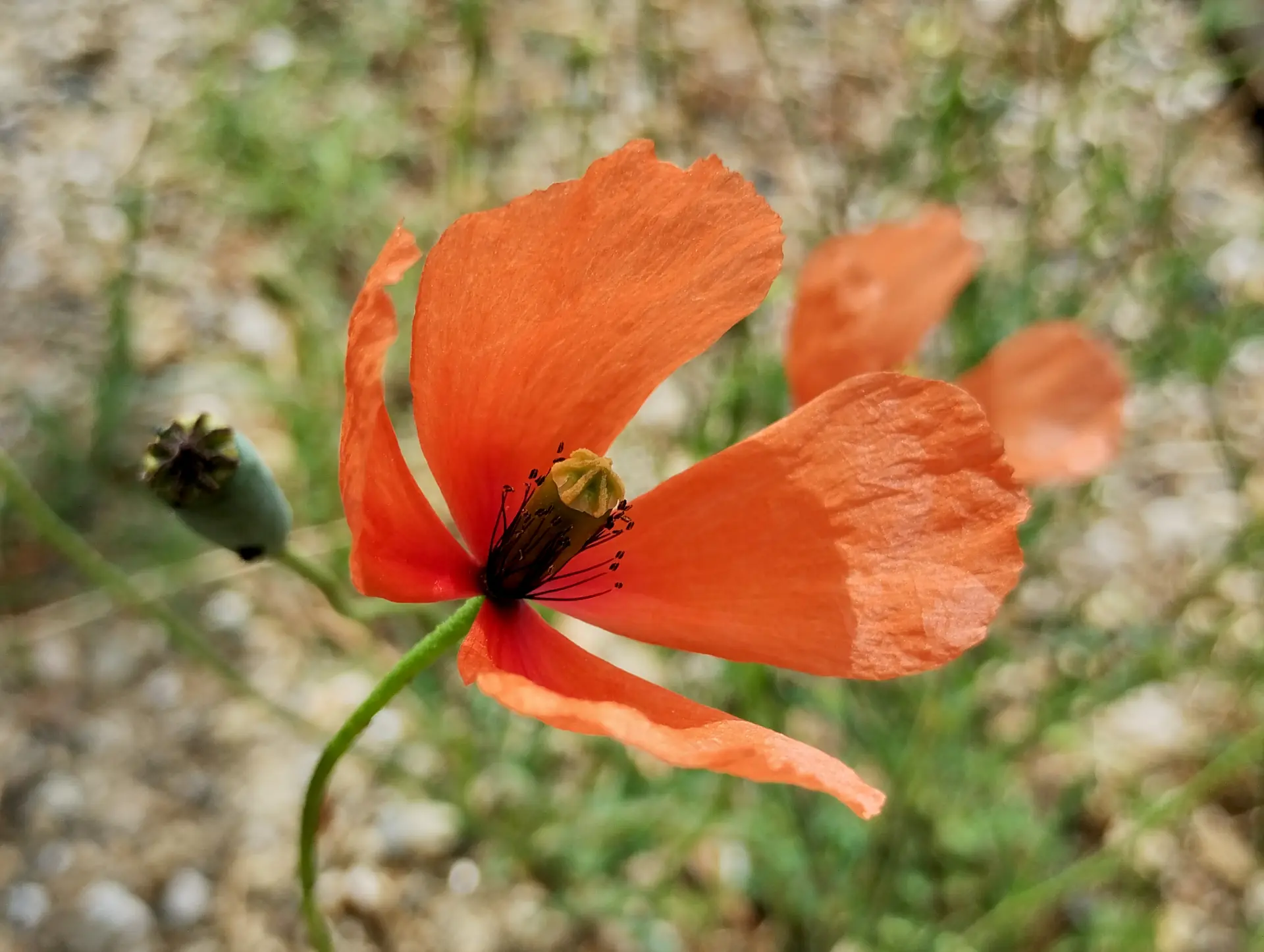 img/papaver-dubium.webp