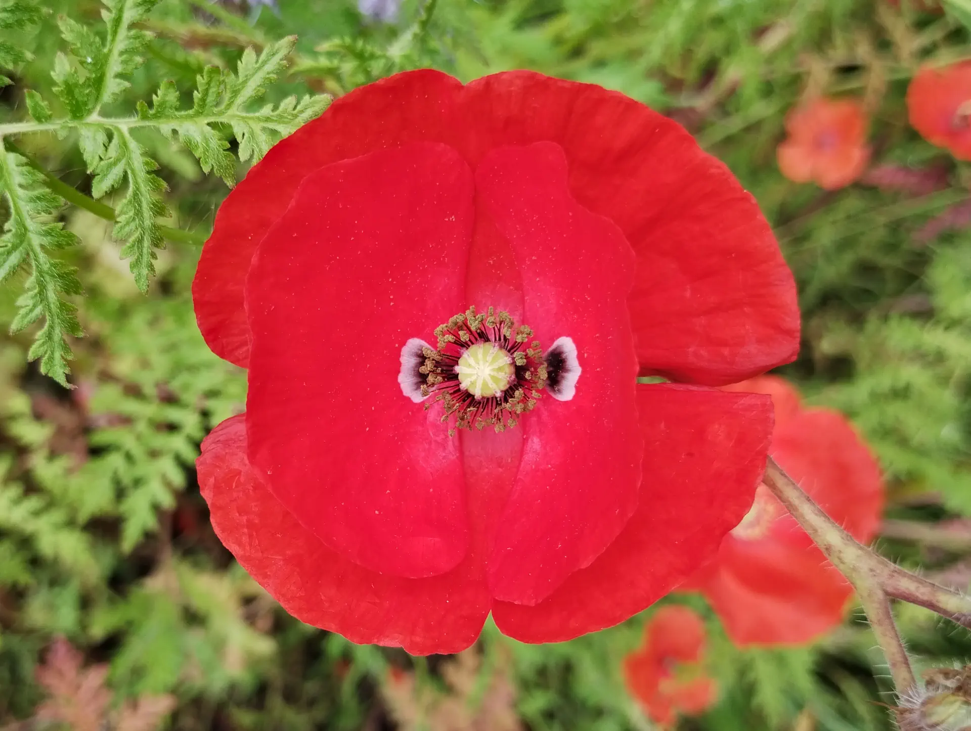 img/papaver-rhoeas-10.webp