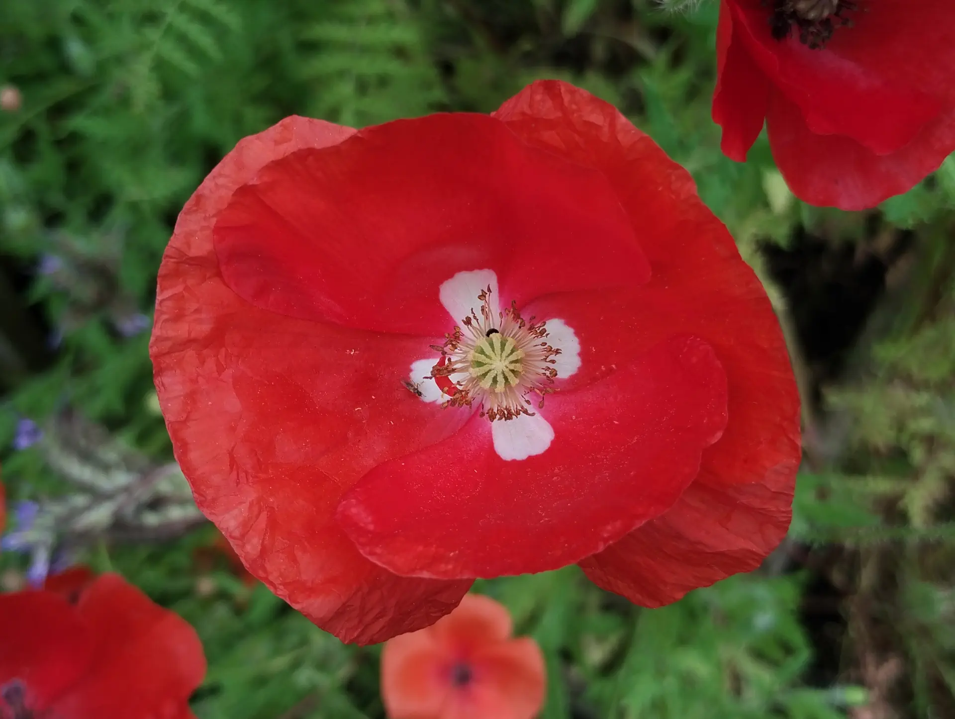 img/papaver-rhoeas-11.webp