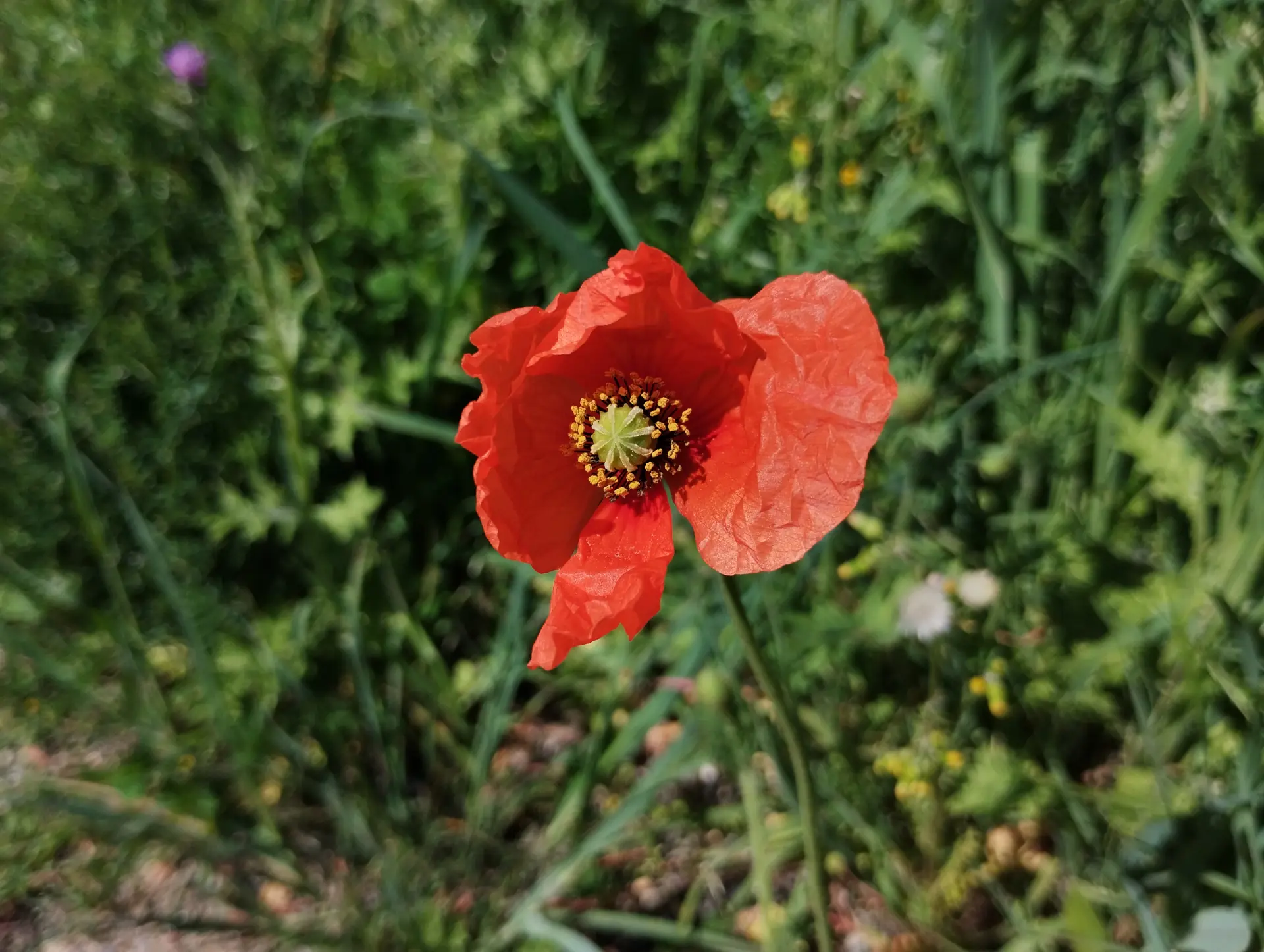 img/papaver-rhoeas-2.webp