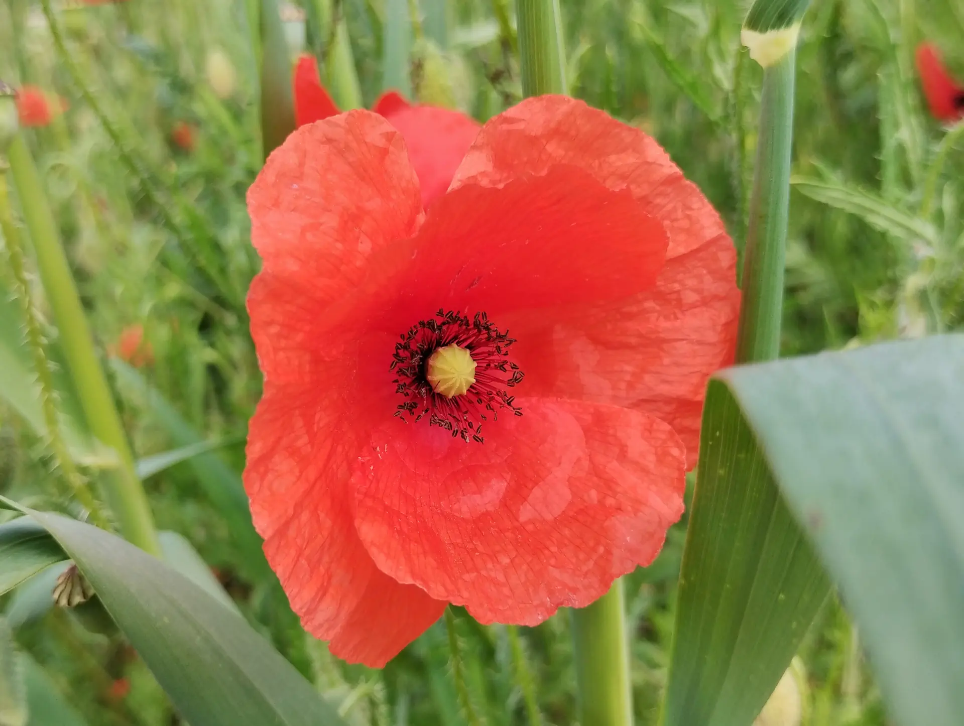 img/papaver-rhoeas-3.webp