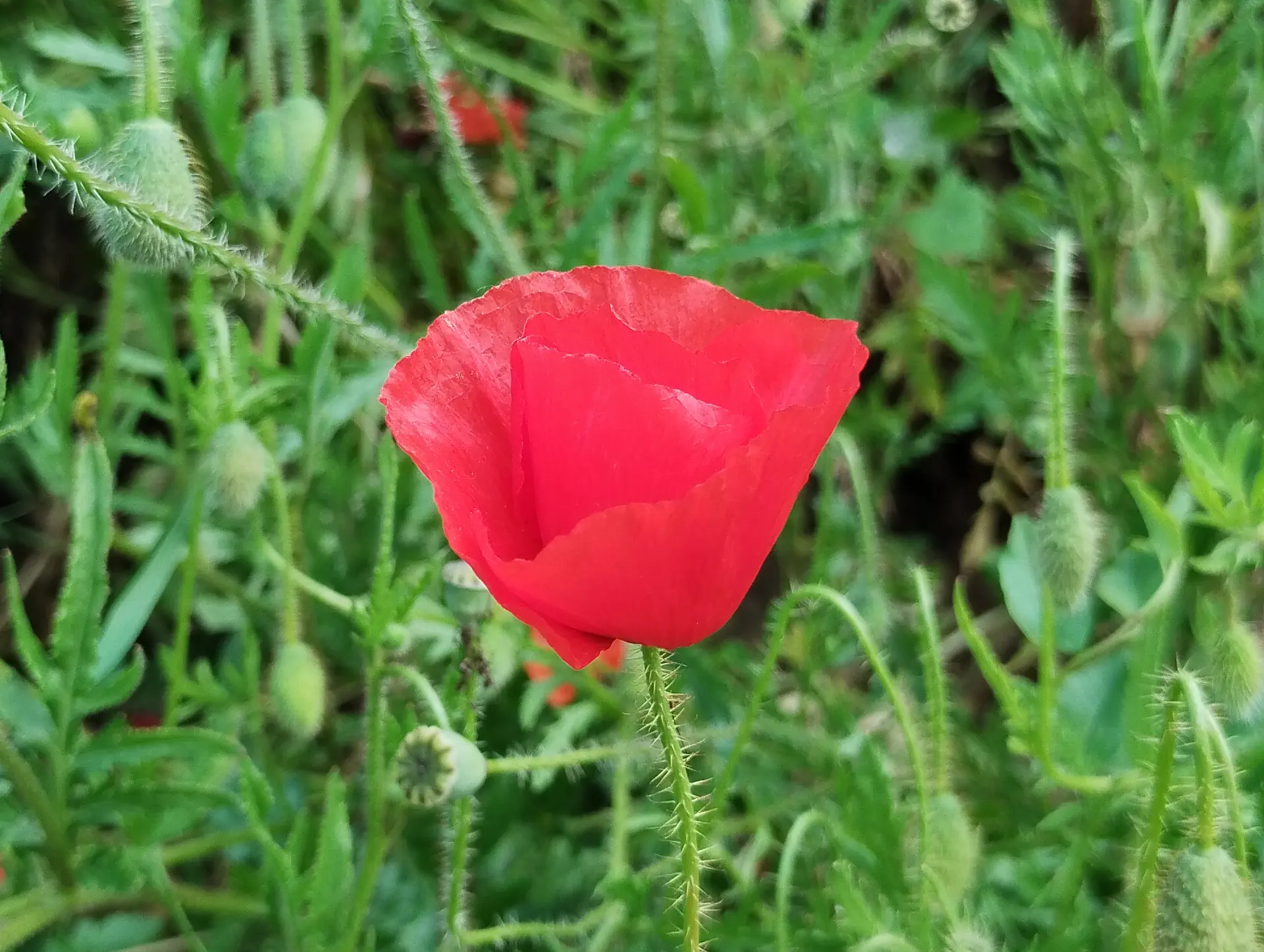 img/papaver-rhoeas-4.webp