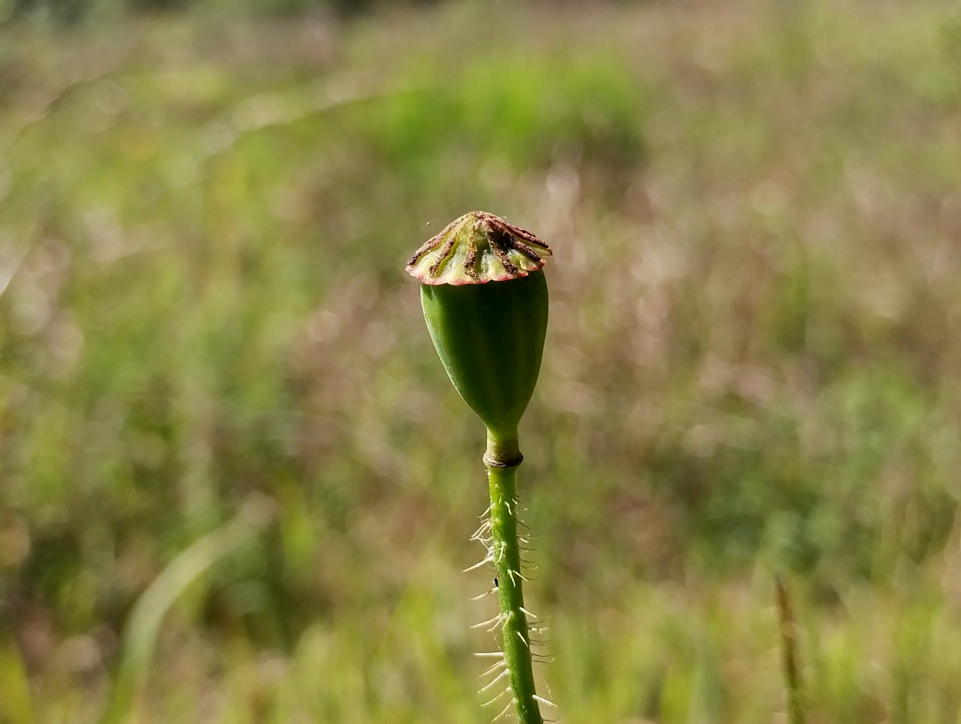 img/papaver-rhoeas-7.webp