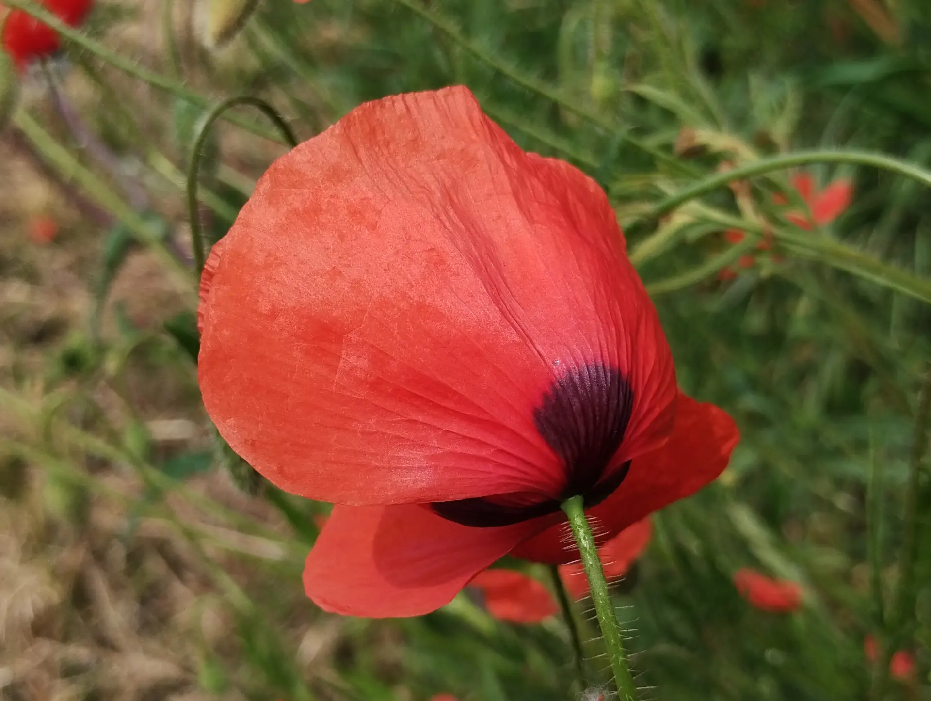img/papaver-rhoeas-8.webp