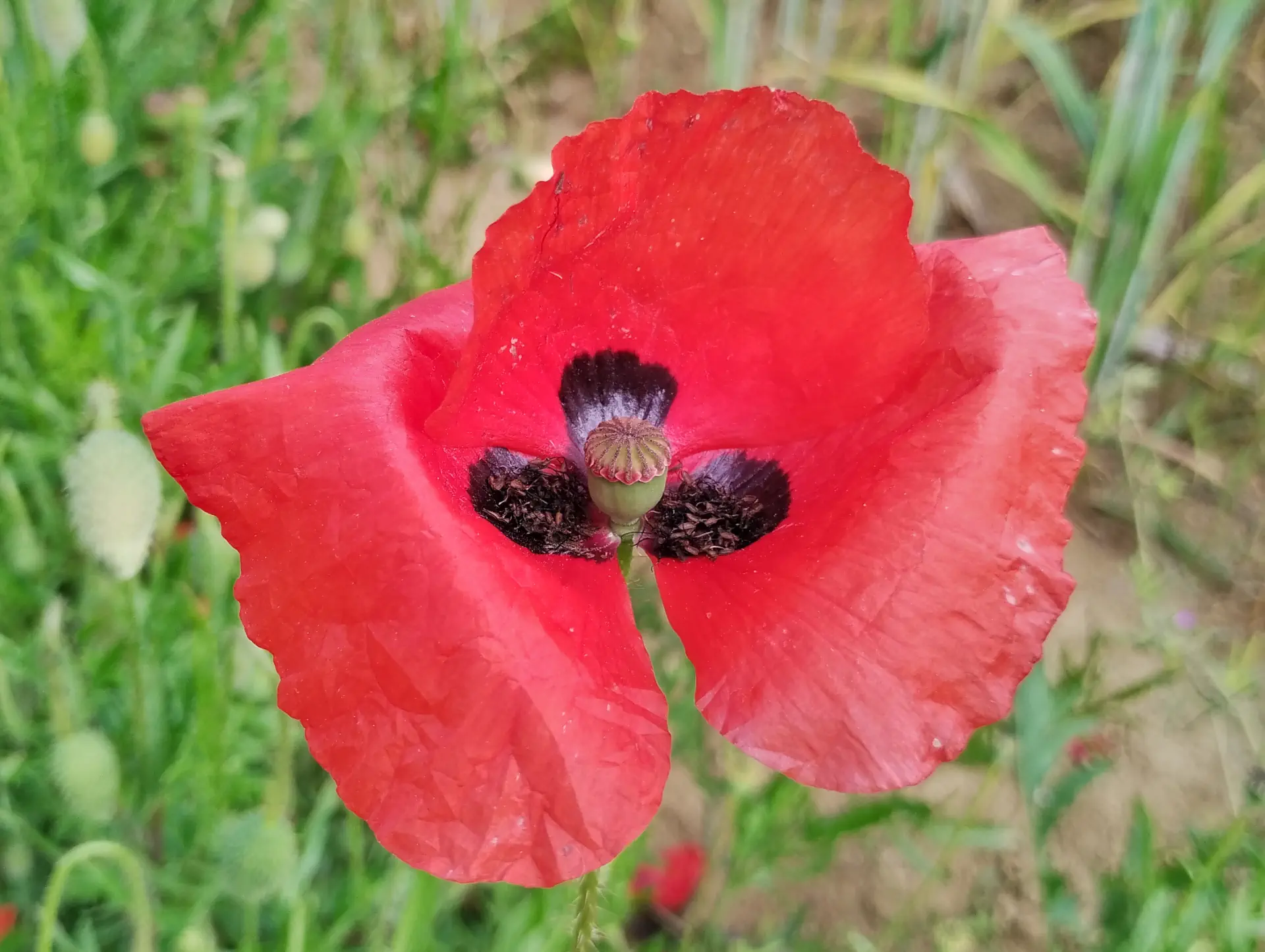 img/papaver-rhoeas-9.webp