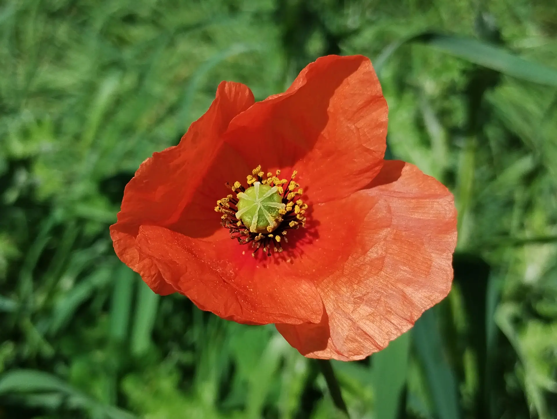 img/papaver-rhoeas.webp
