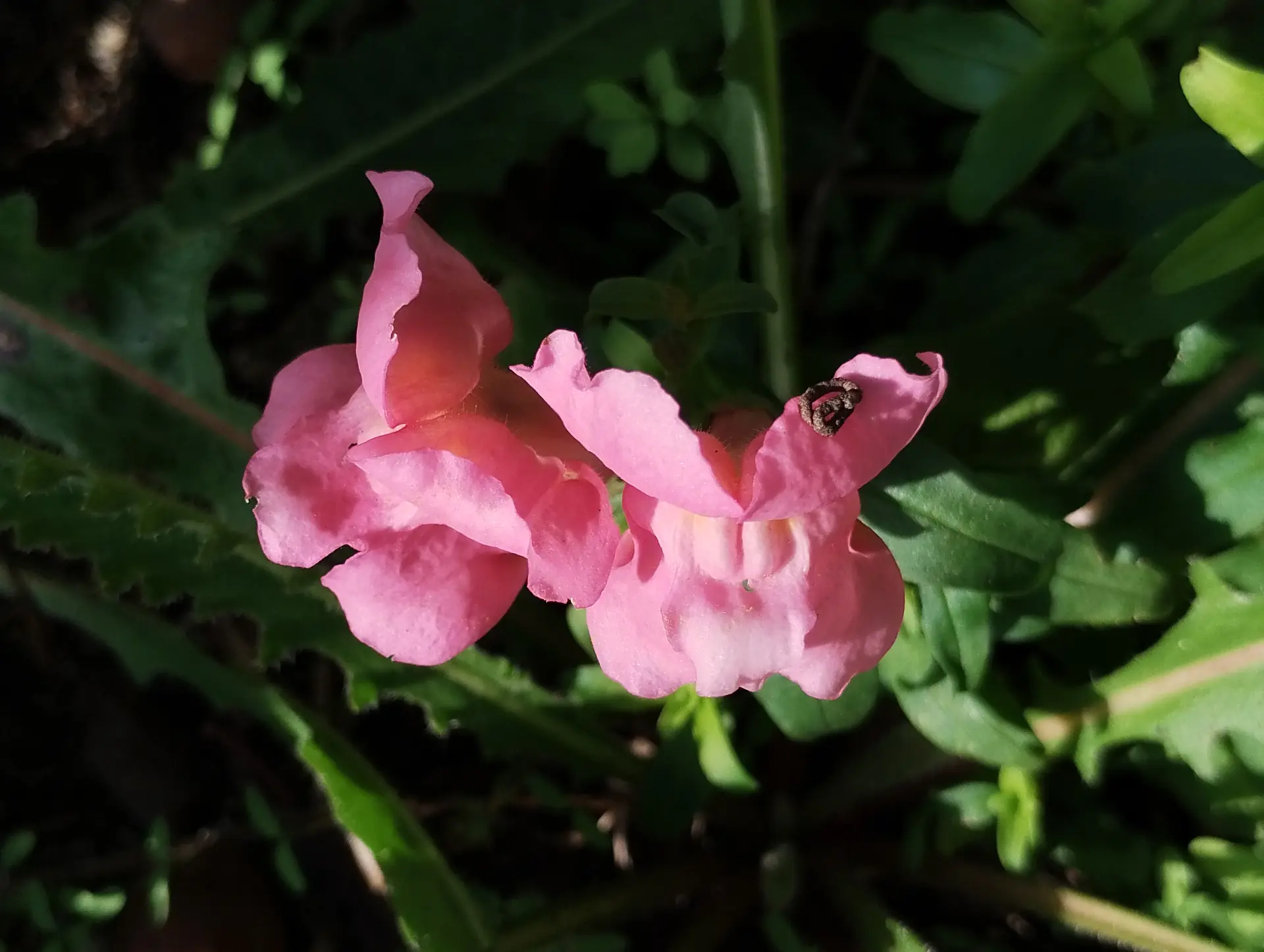 img/antirrhinum-majus-2.webp