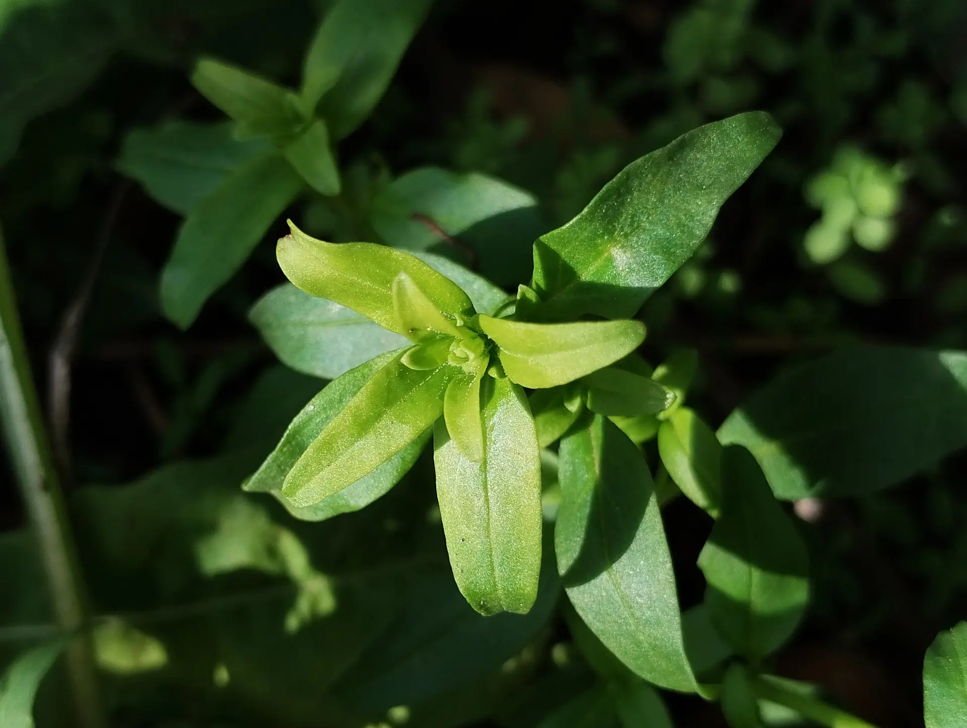 img/antirrhinum-majus-3.webp