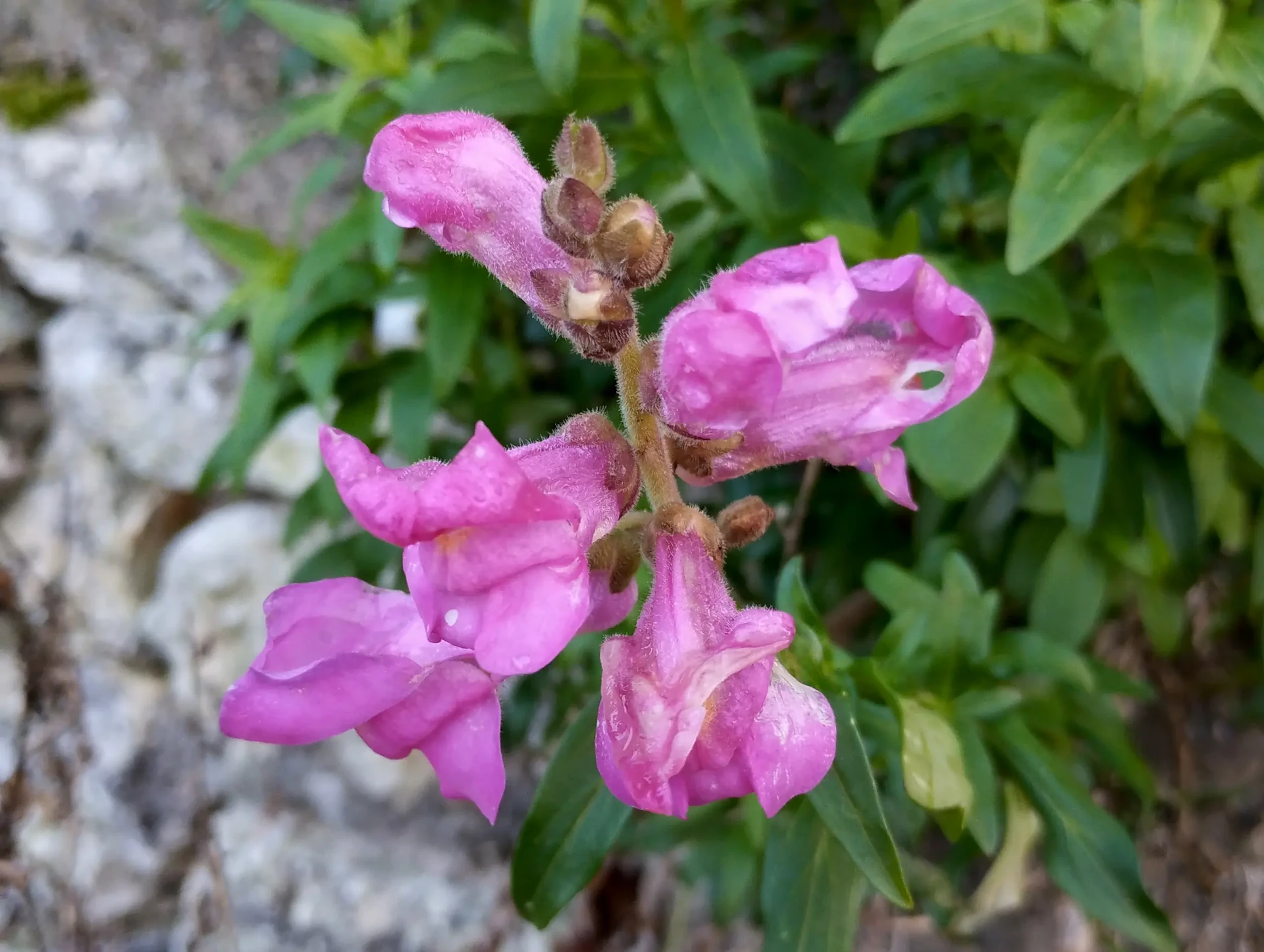 img/antirrhinum-majus-4.webp