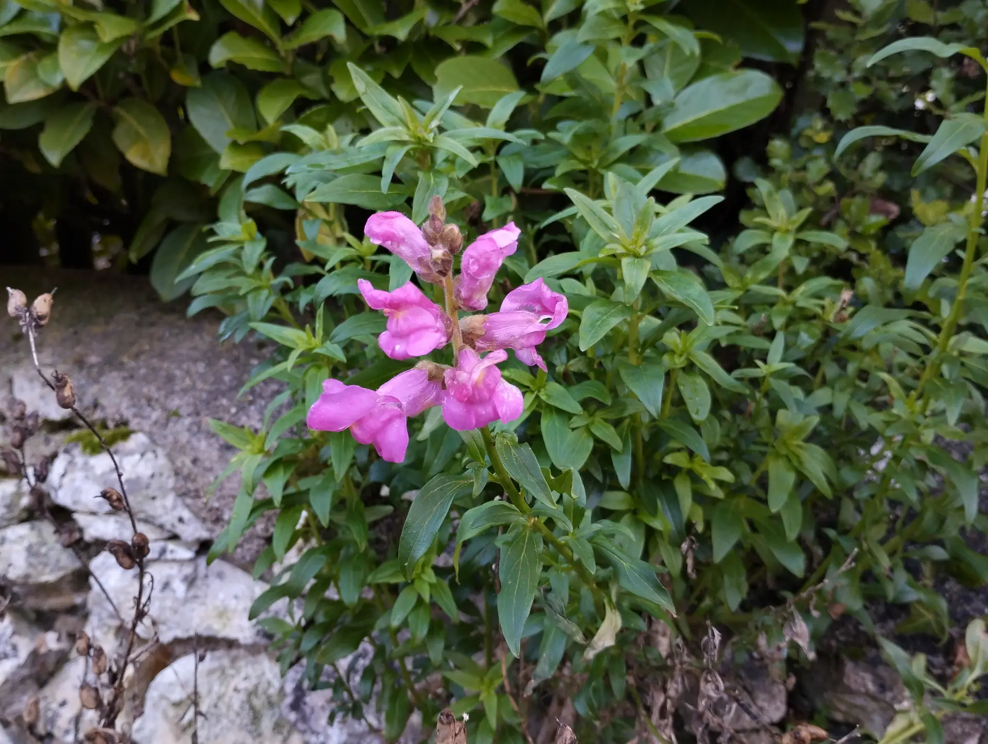 img/antirrhinum-majus-5.webp