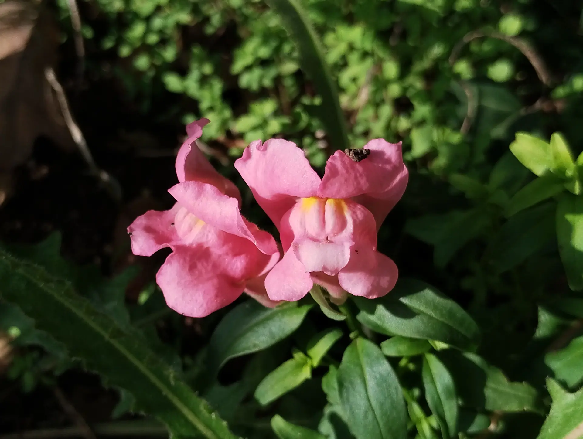 img/antirrhinum-majus.webp
