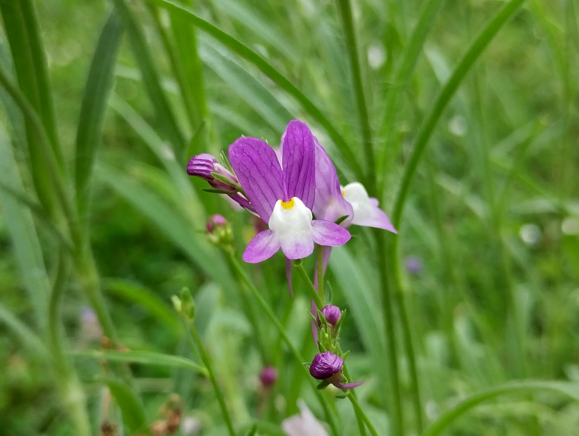 img/linaria-maroccana.webp
