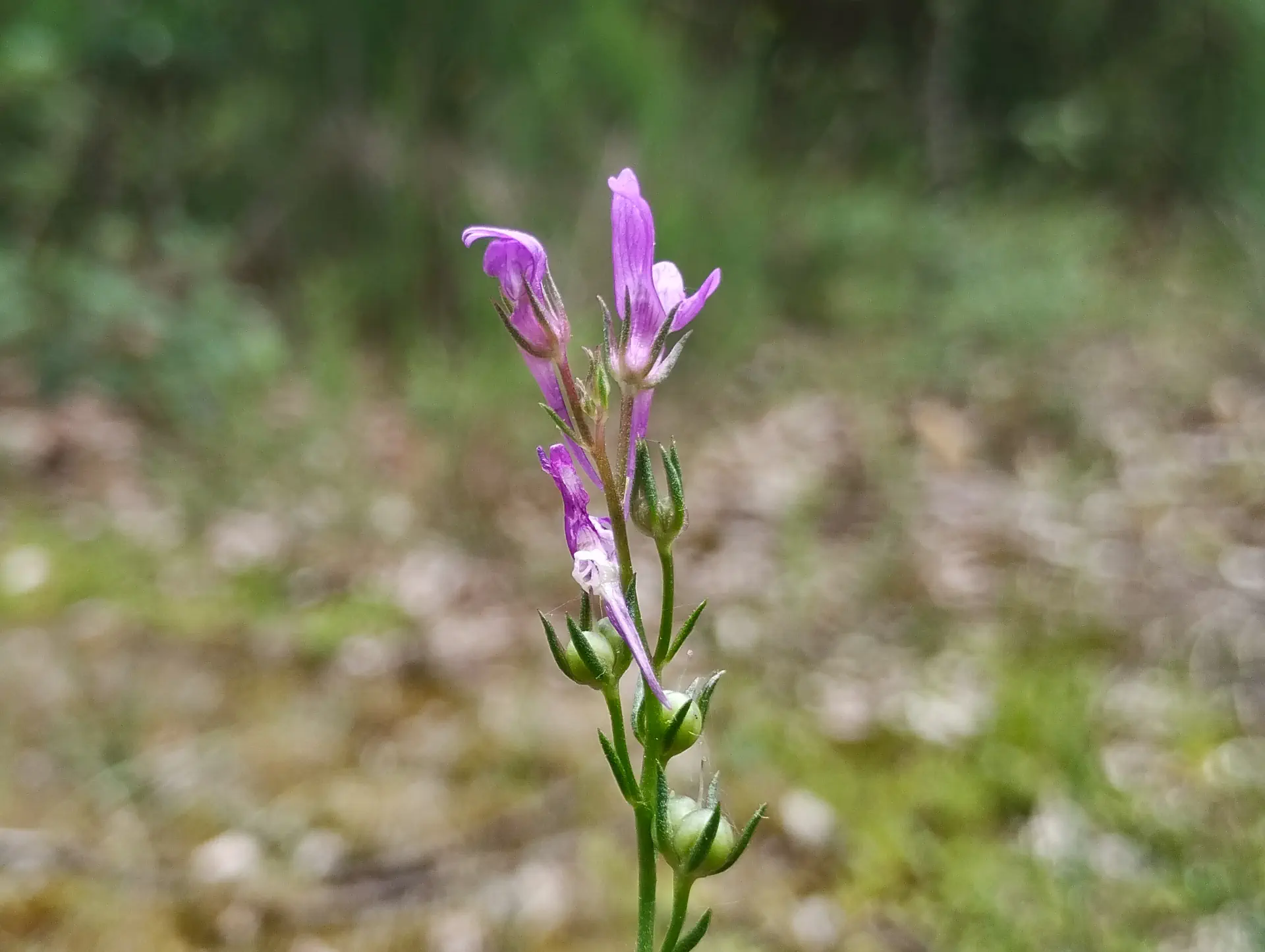 img/linaria-pelisseriana-2.webp