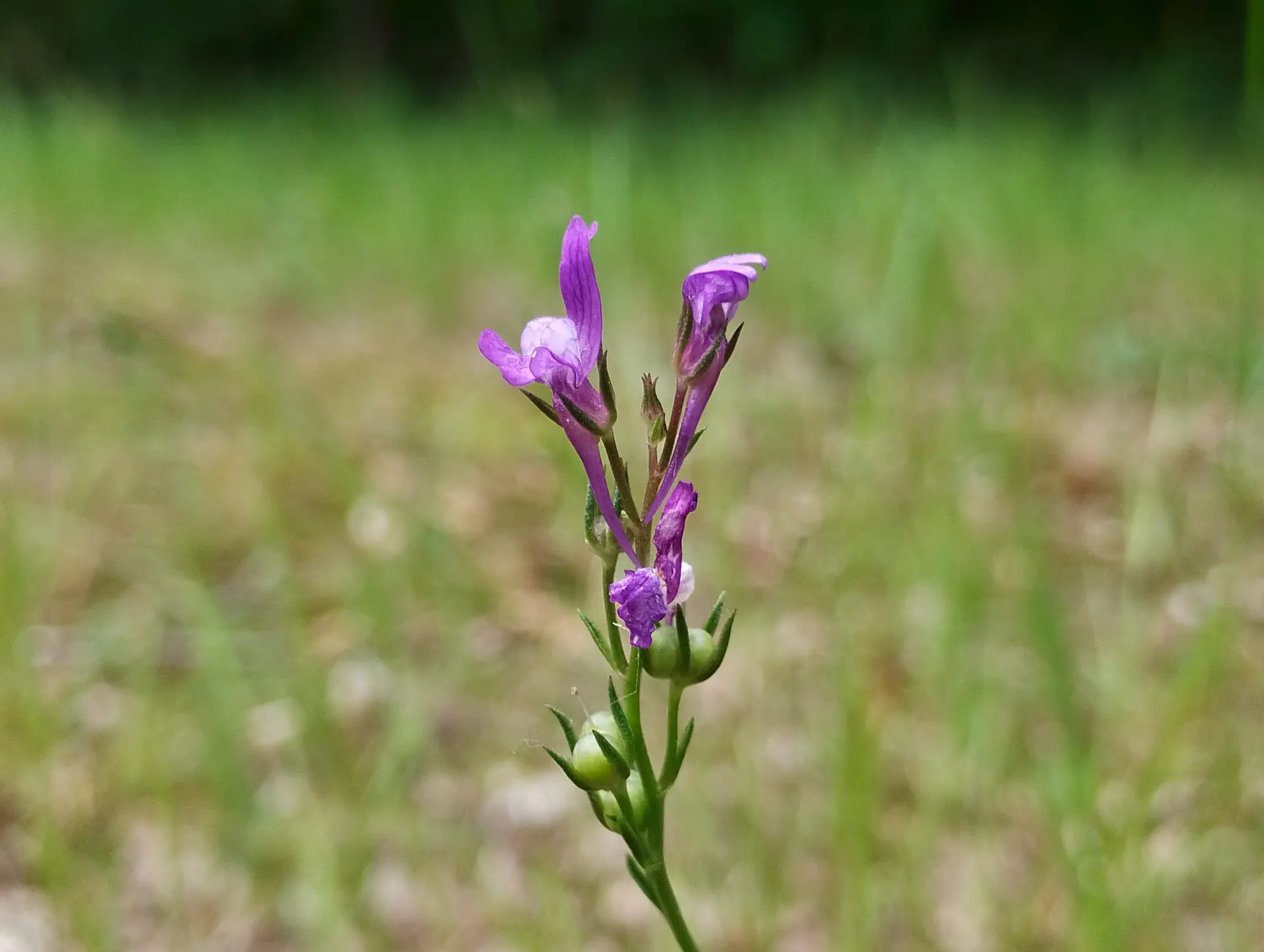 img/linaria-pelisseriana.webp