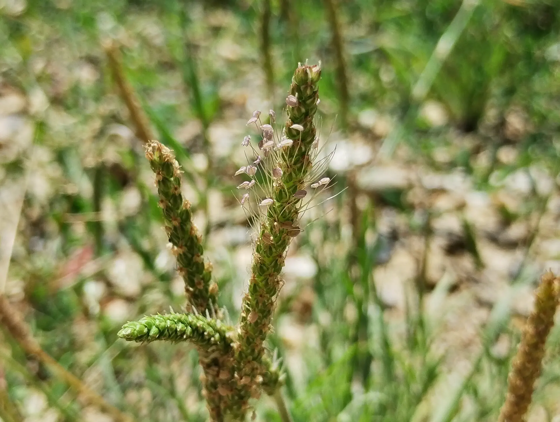 img/plantago-coronopus-3.webp