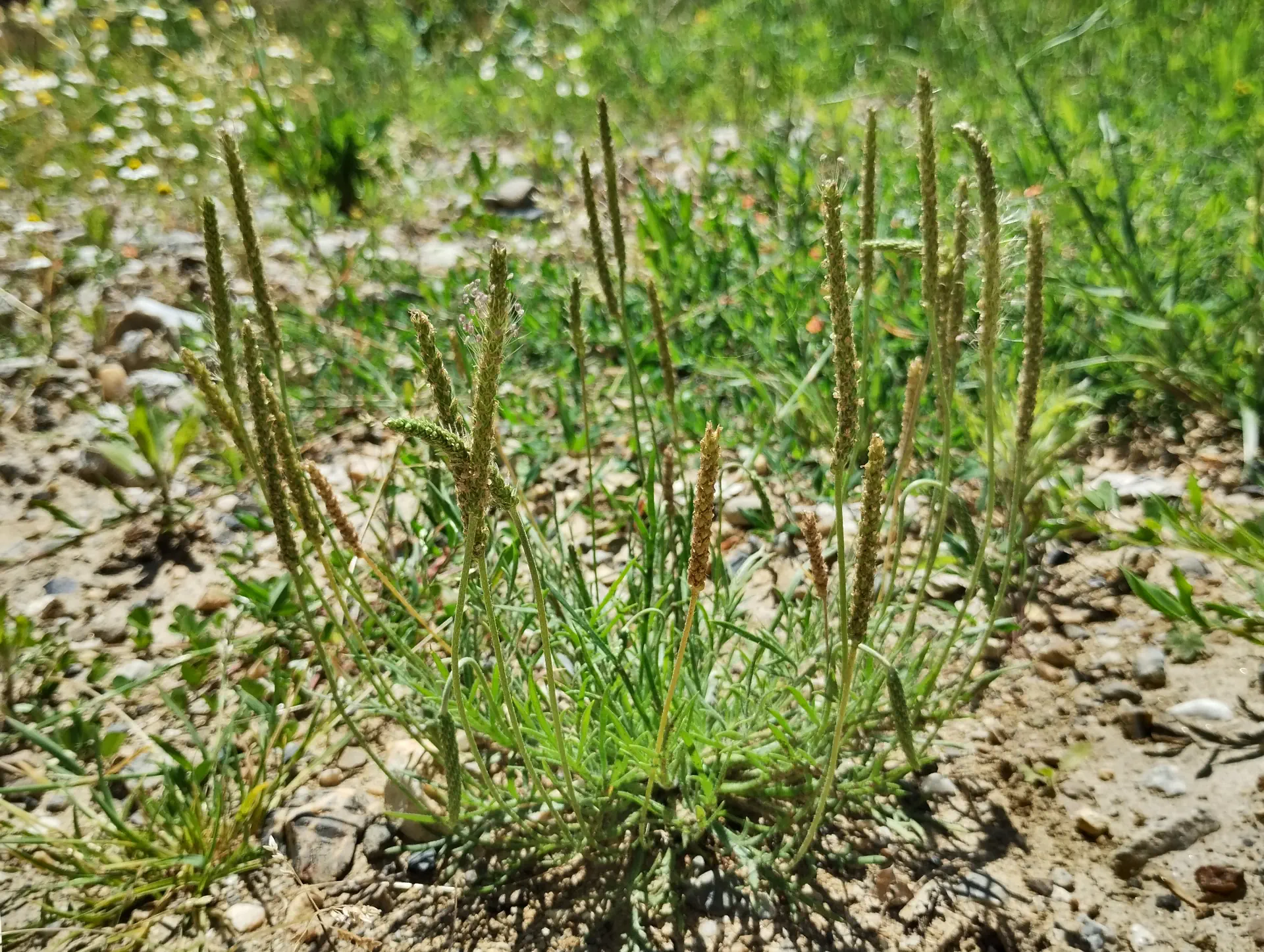 img/plantago-coronopus-4.webp