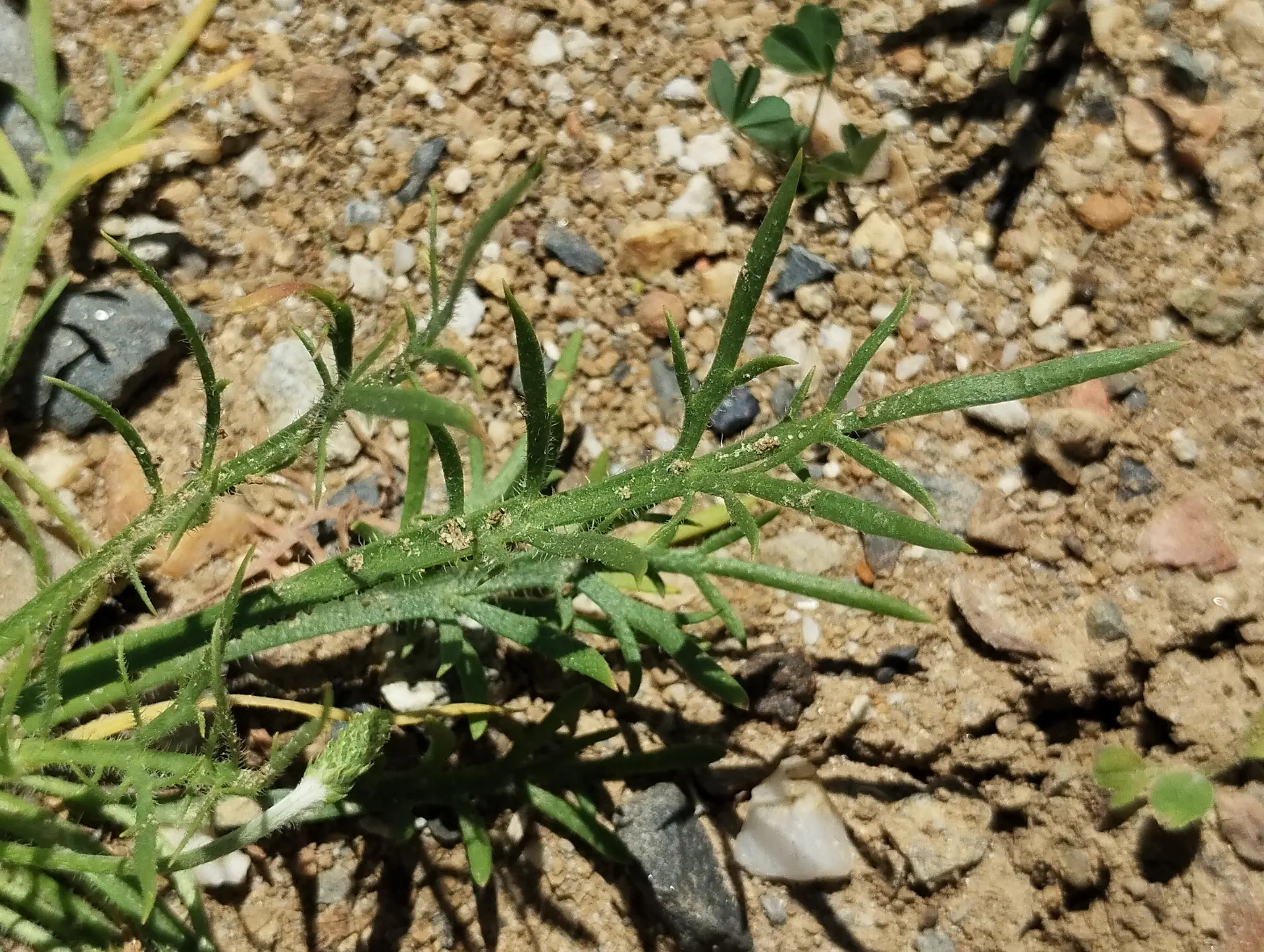 img/plantago-coronopus-5.webp