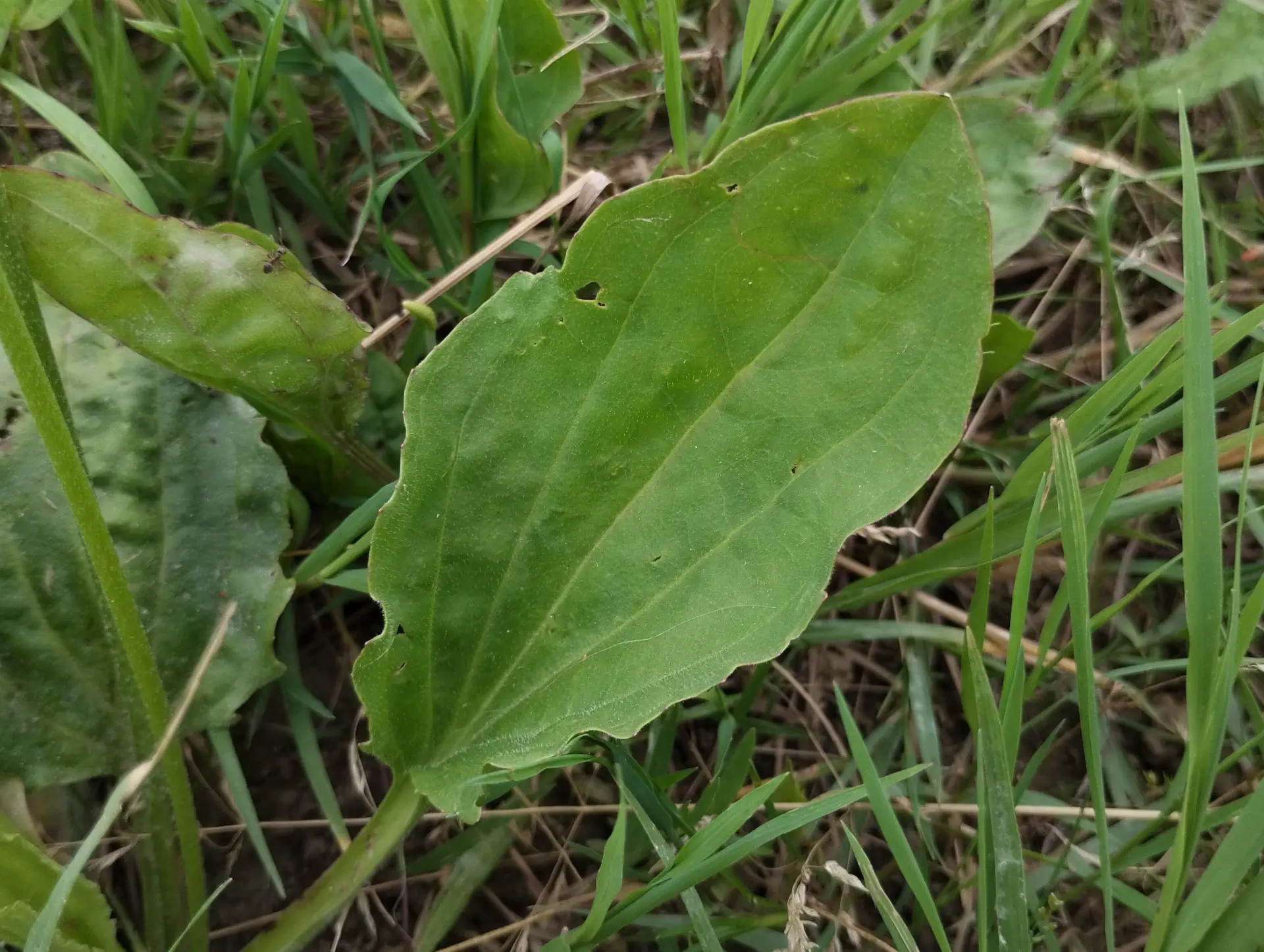 img/plantago-major-4.webp