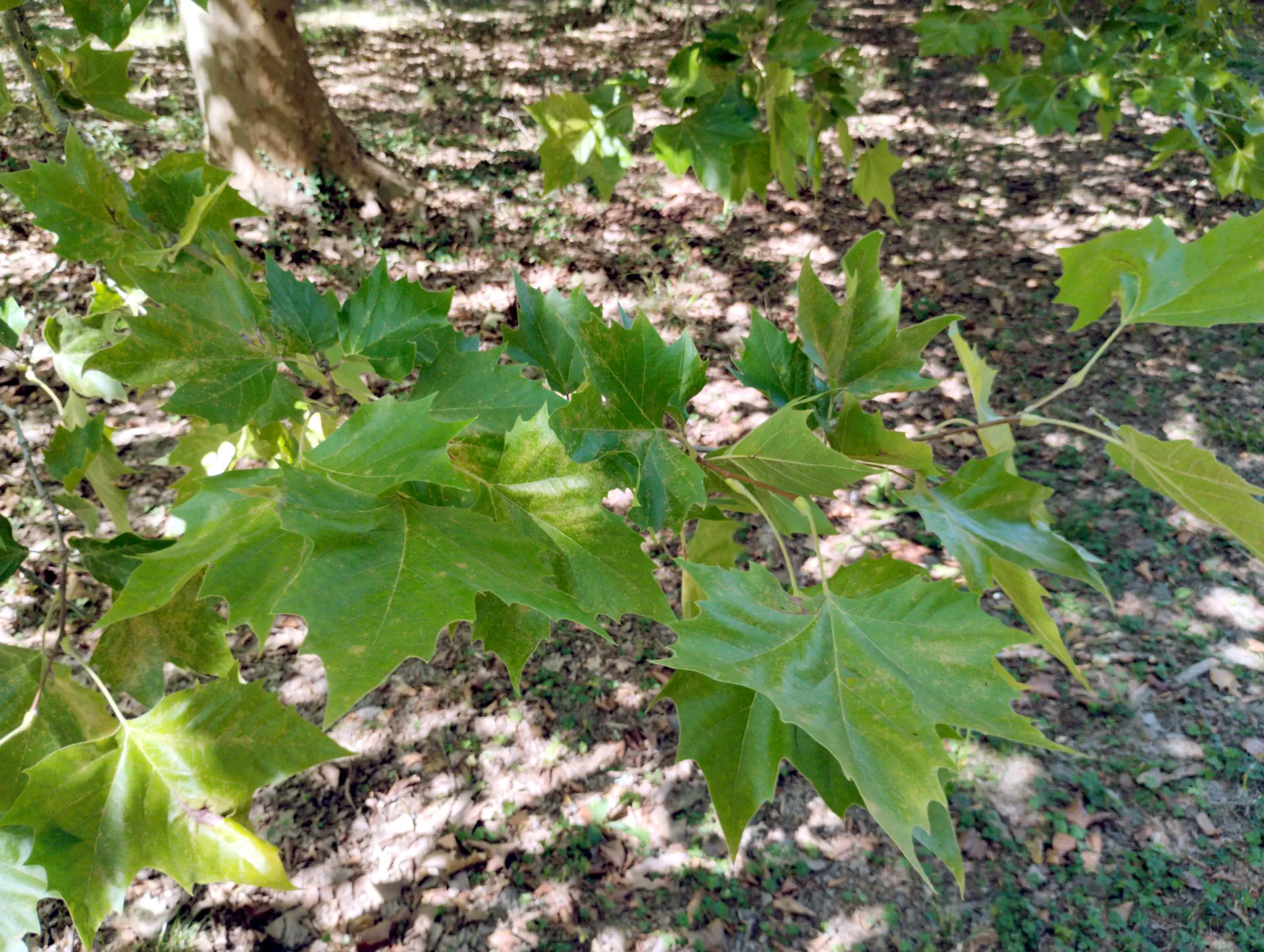 img/platanus-hispanica-2.webp
