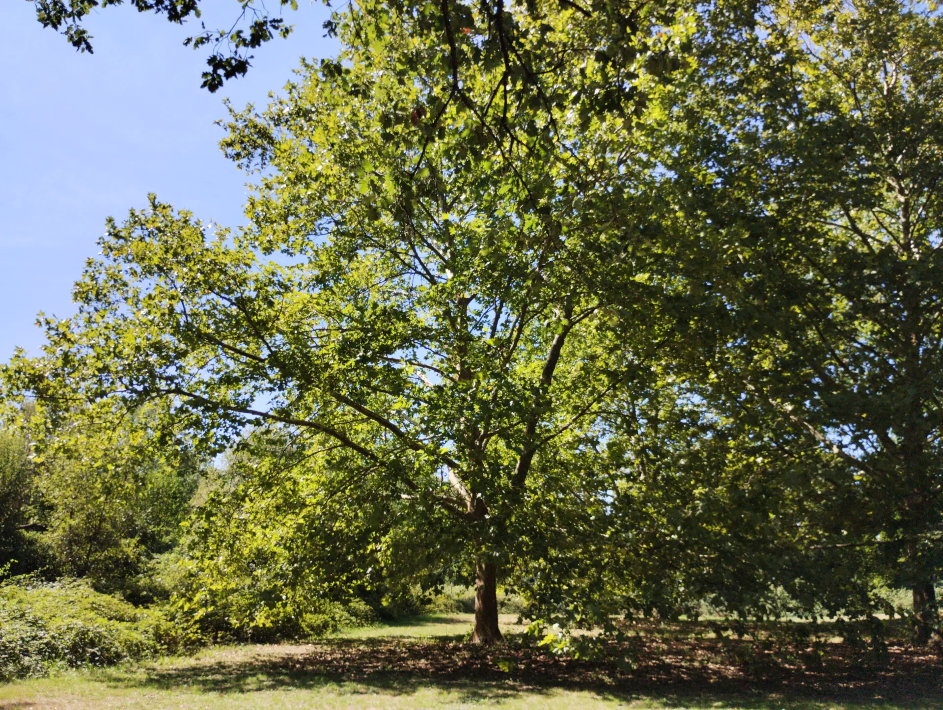 img/platanus-hispanica-3.webp