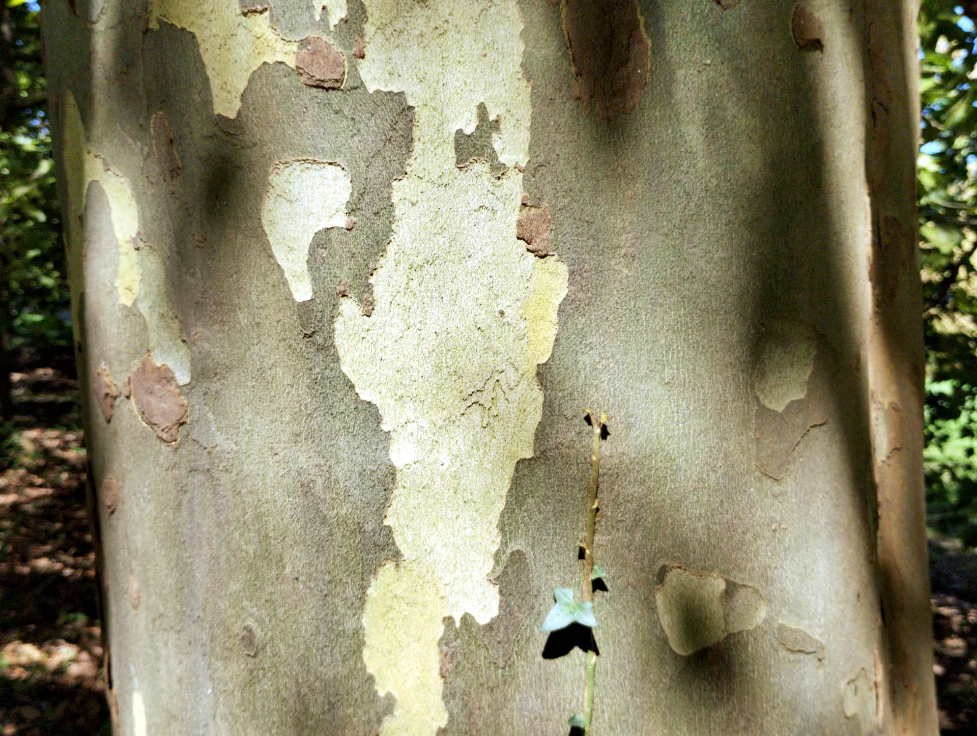 img/platanus-hispanica-4.webp