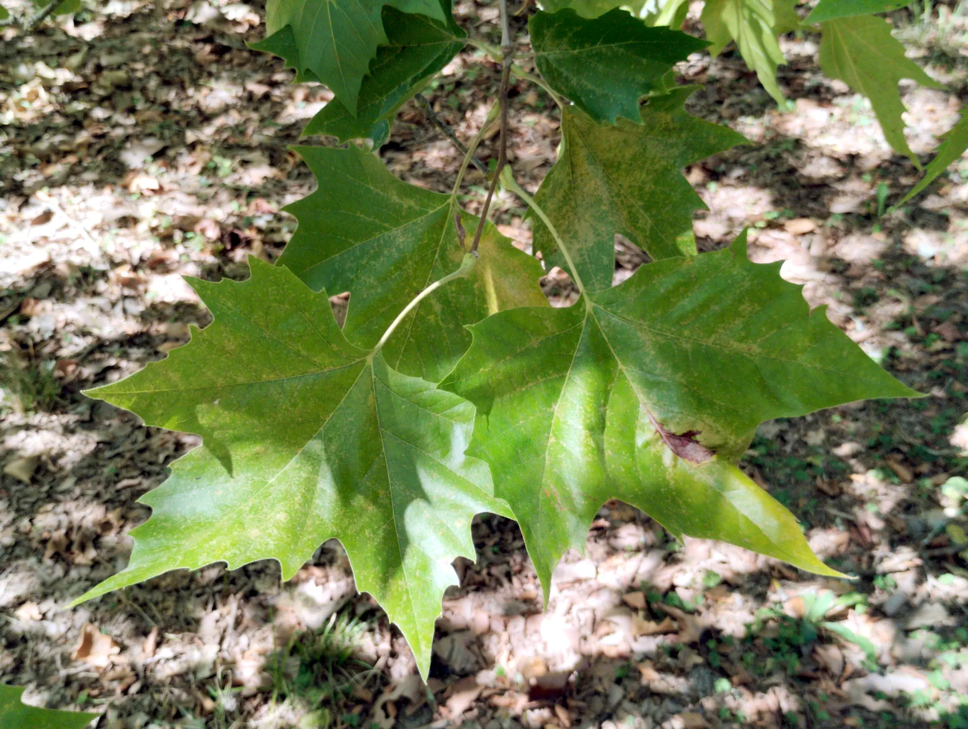 img/platanus-hispanica.webp