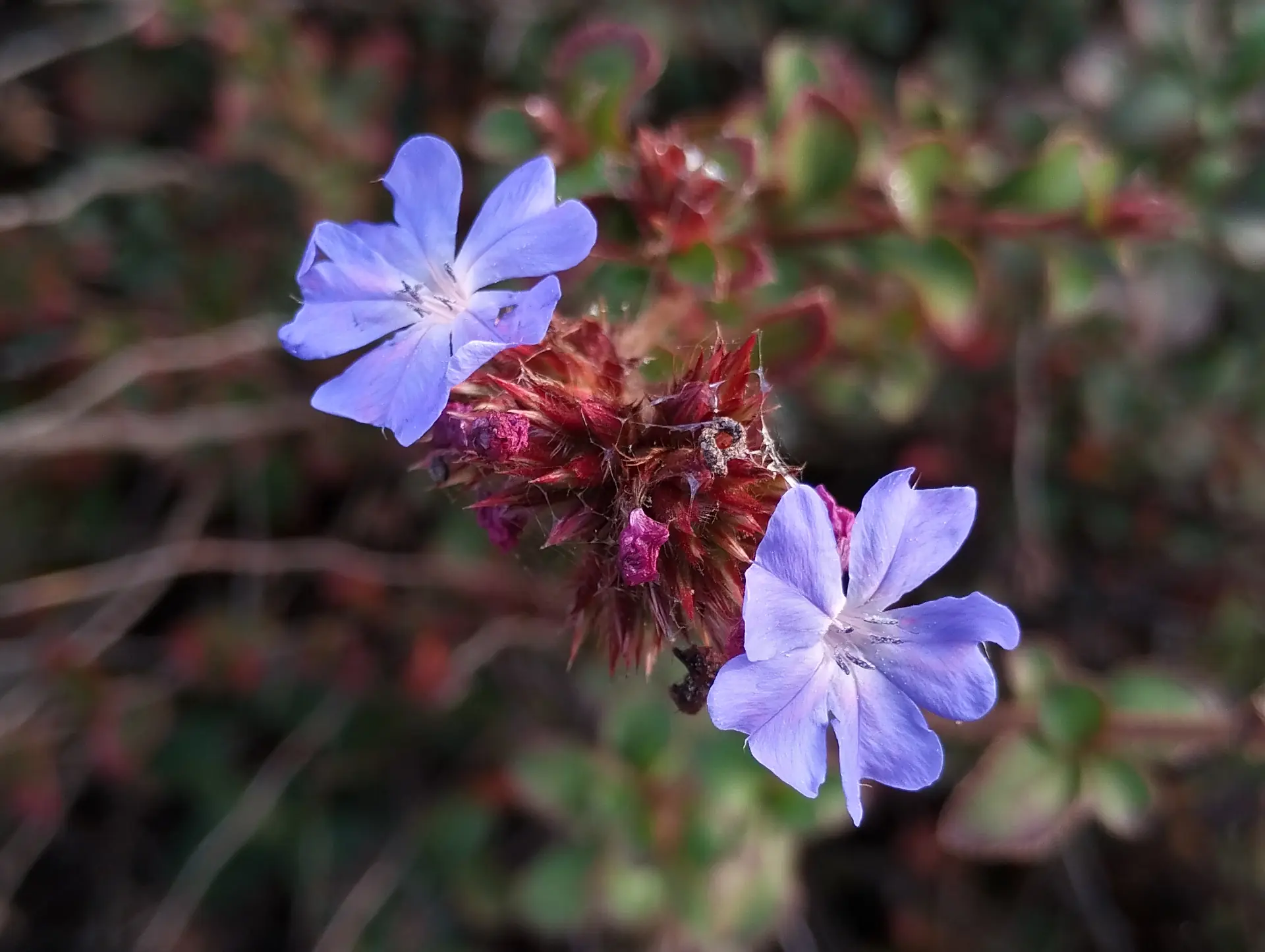 img/ceratostigma-willmottianum-2.webp