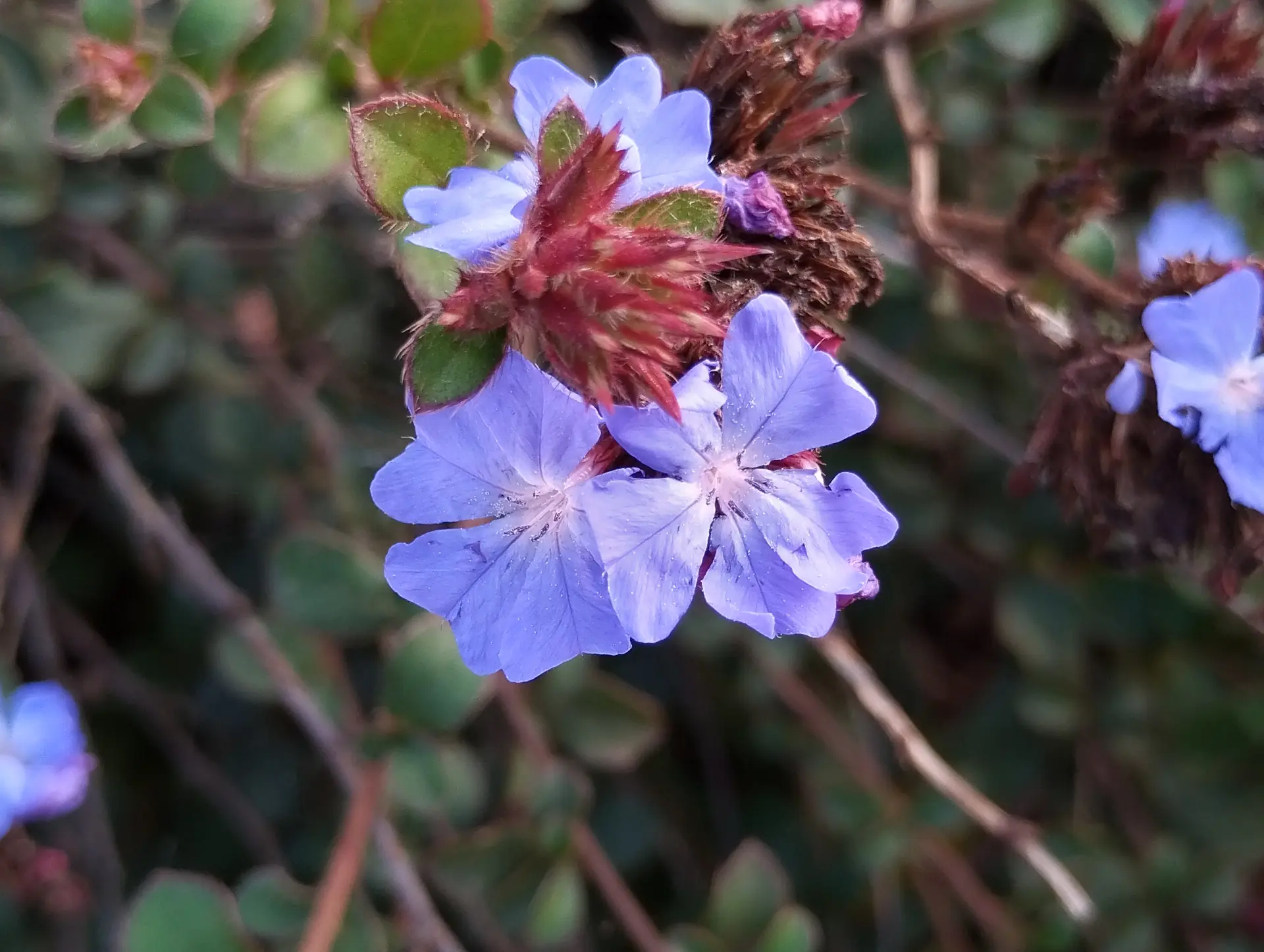 img/ceratostigma-willmottianum.webp