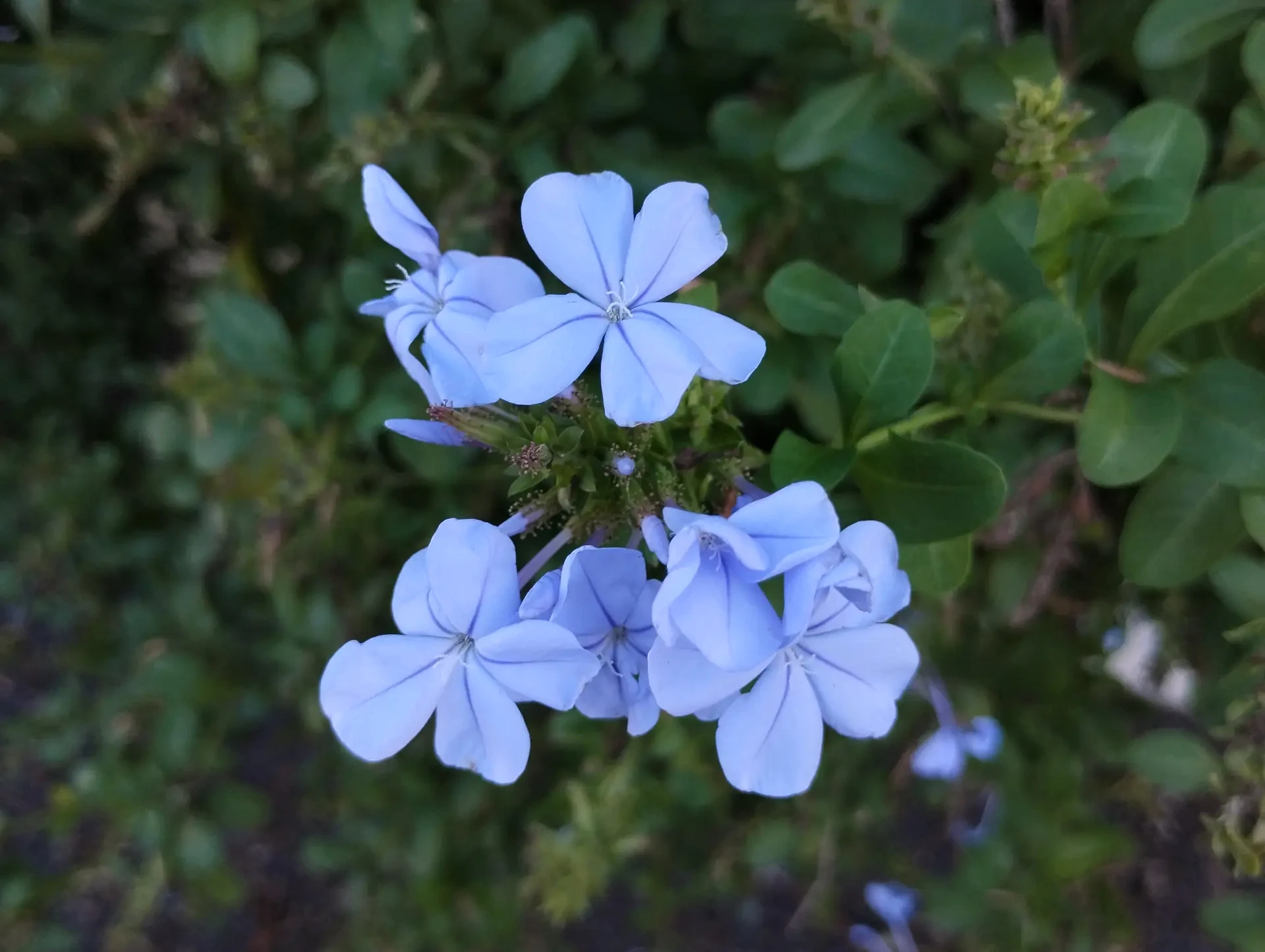 img/plumbago-europaea.webp