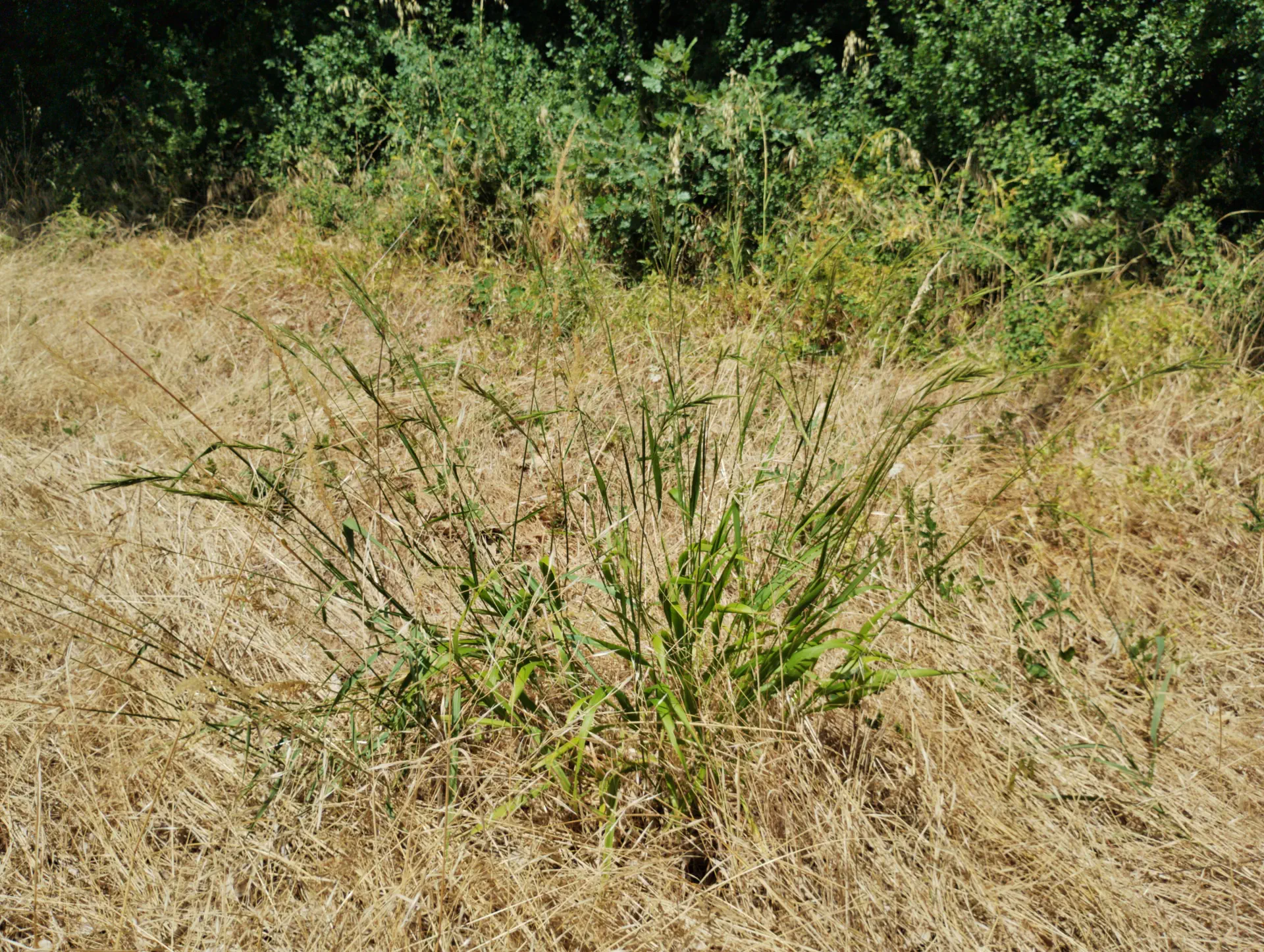 img/brachypodium-sylvaticum-3.webp