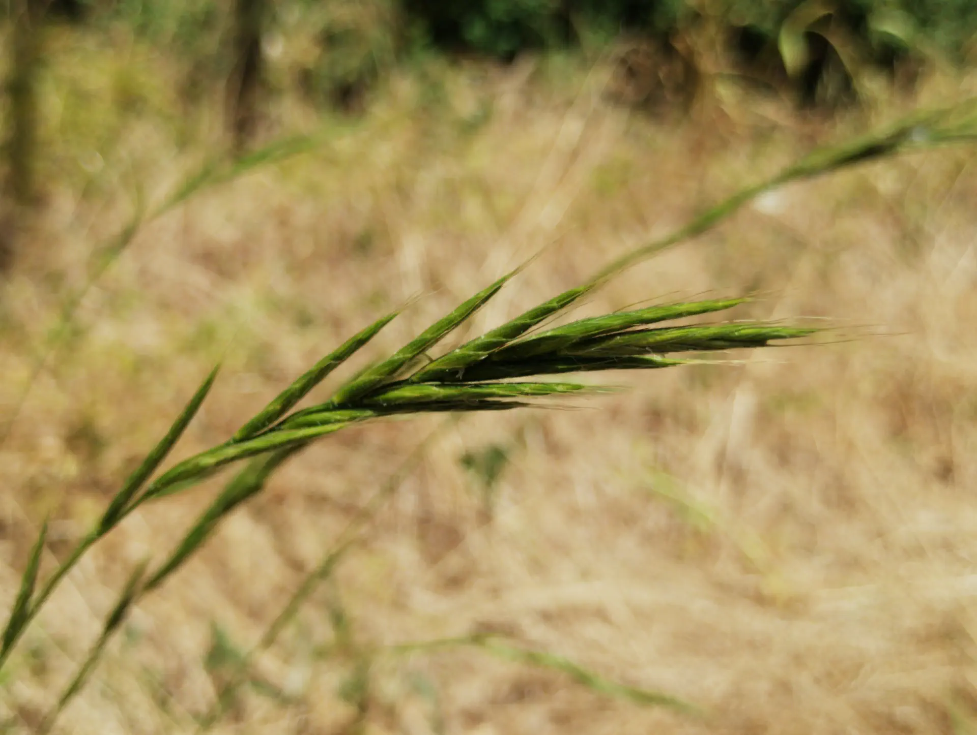 img/brachypodium-sylvaticum.webp