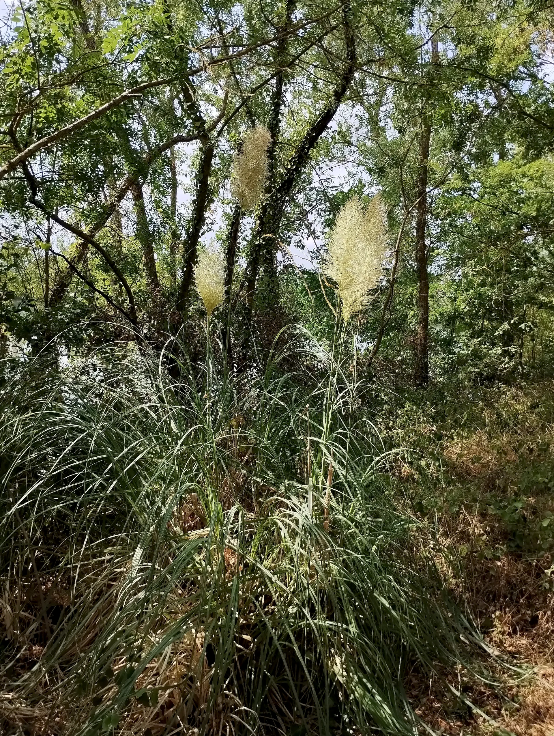 img/cortaderia-selloana-2.webp