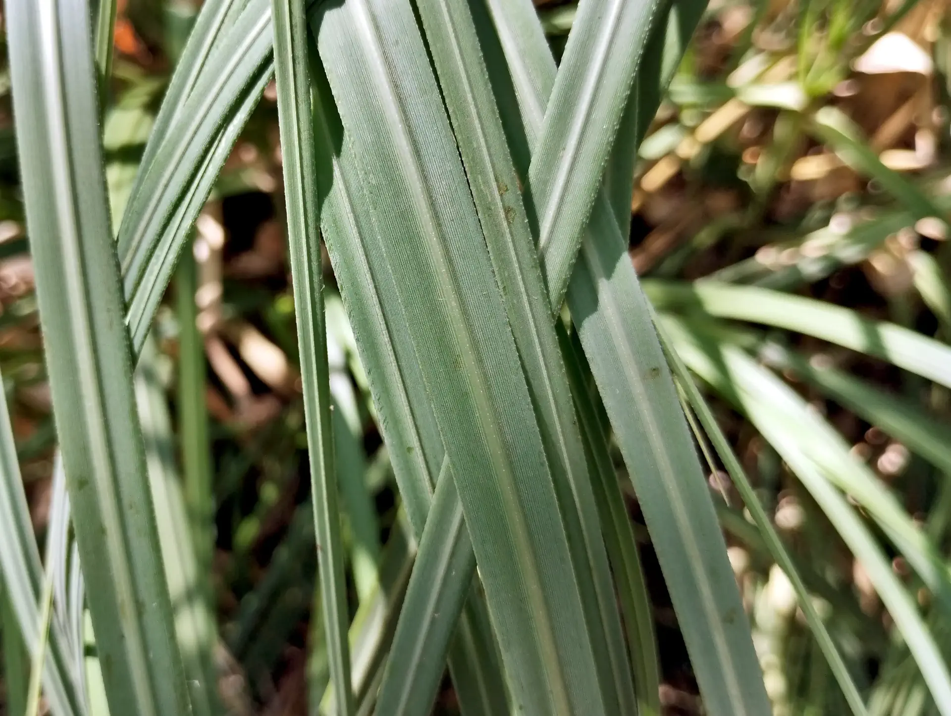img/cortaderia-selloana-3.webp