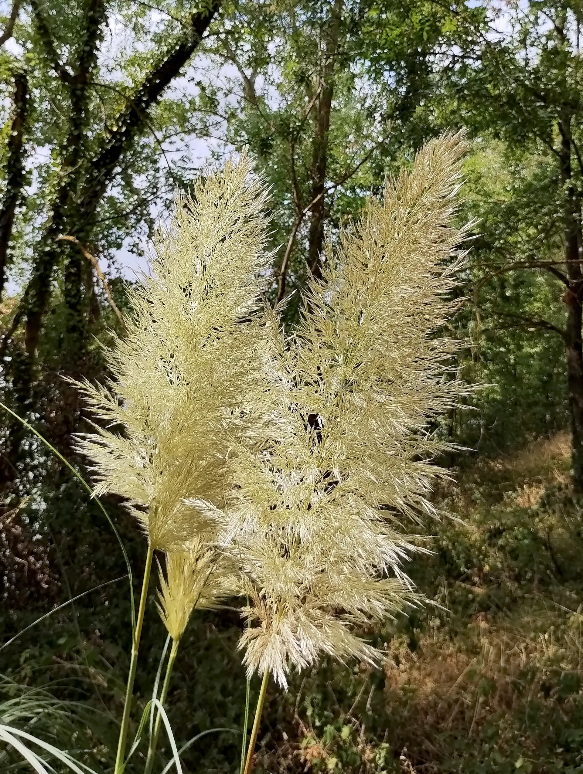 img/cortaderia-selloana.webp