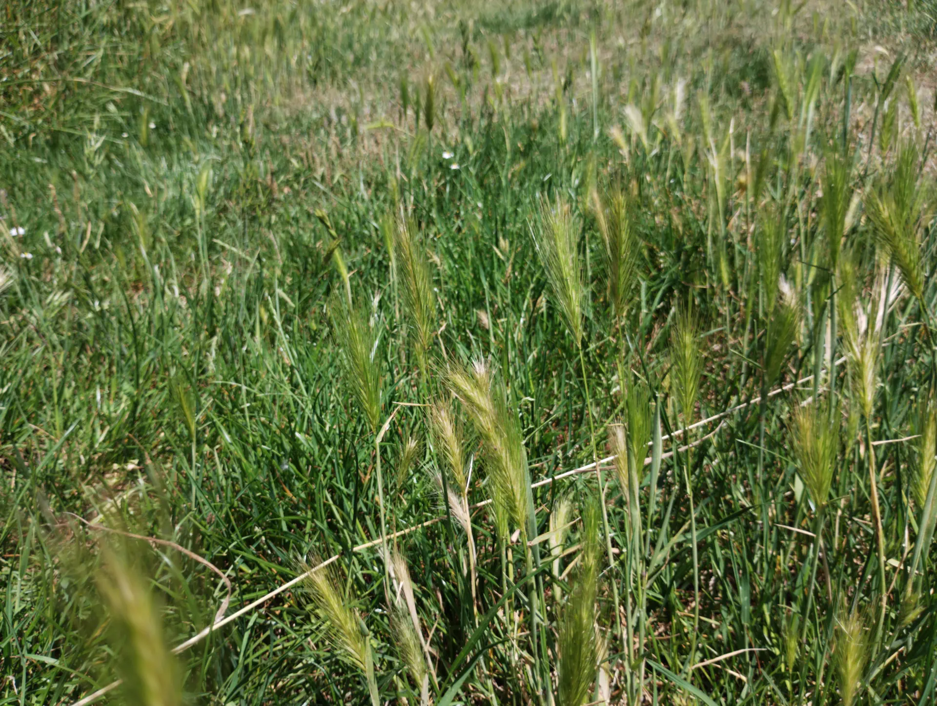 img/hordeum-murinum-3.webp