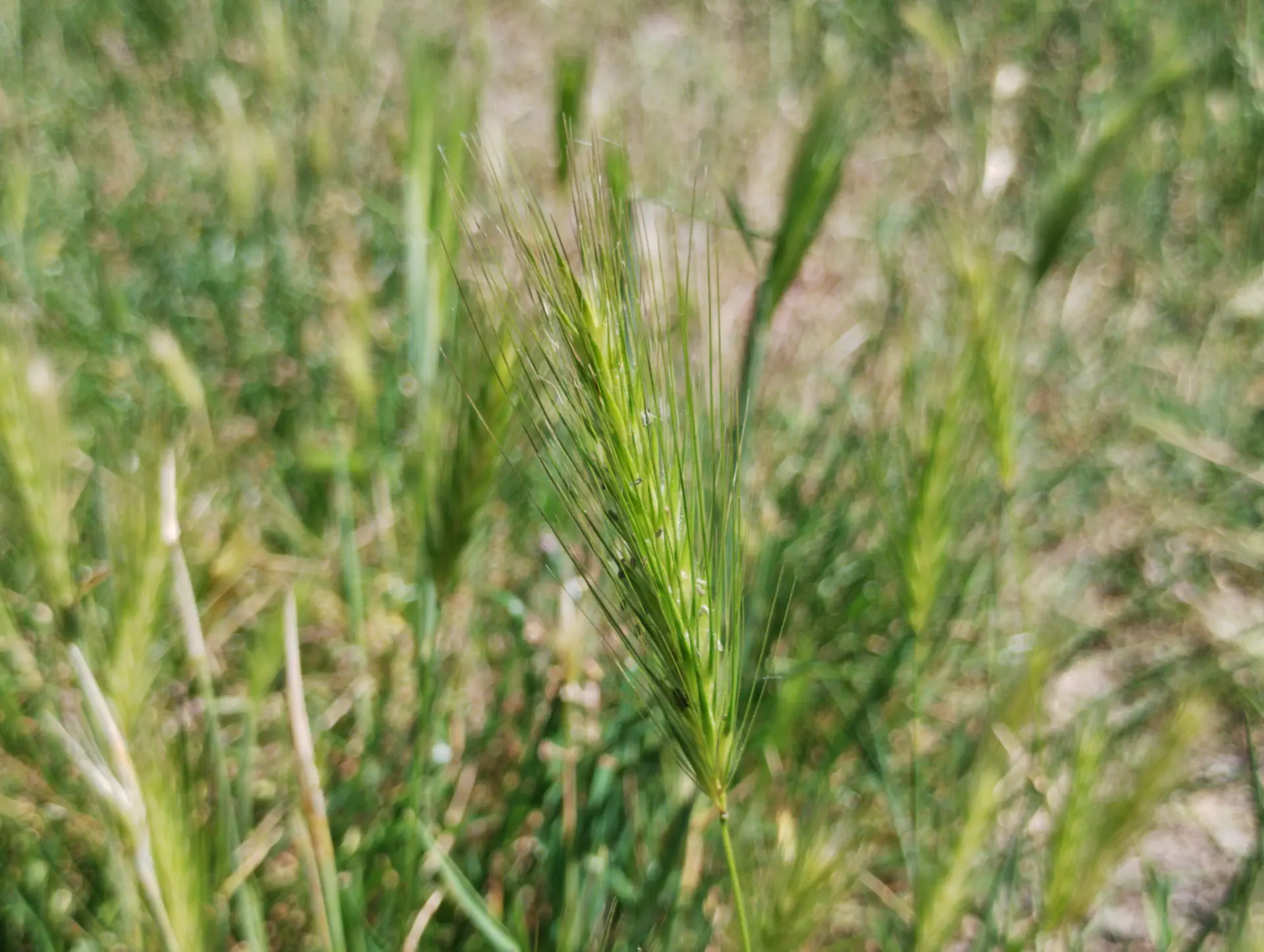 img/hordeum-murinum.webp