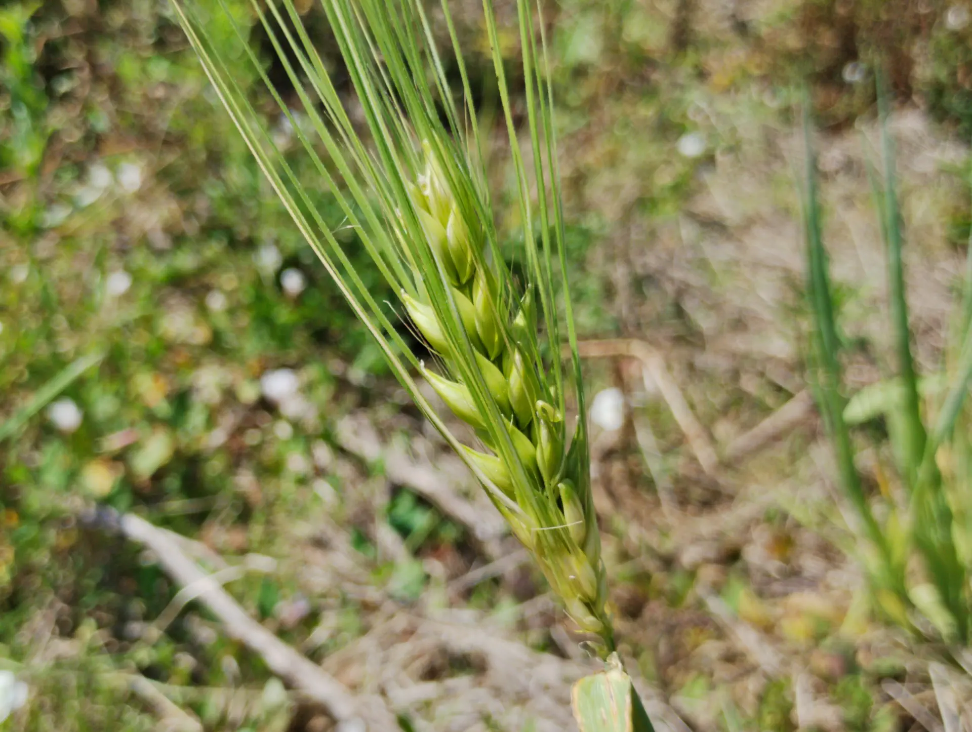 img/hordeum-vulgare-2.webp