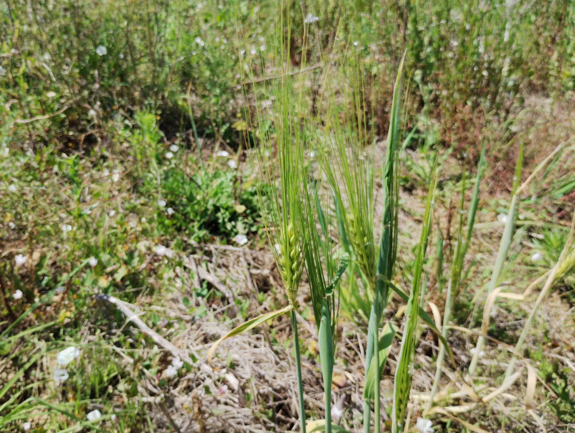 img/hordeum-vulgare-3.webp