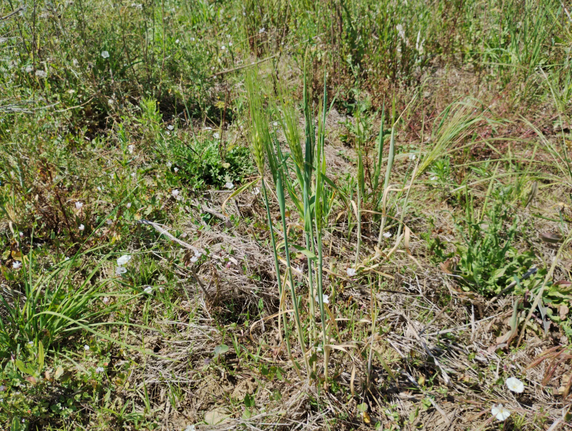 img/hordeum-vulgare-4.webp
