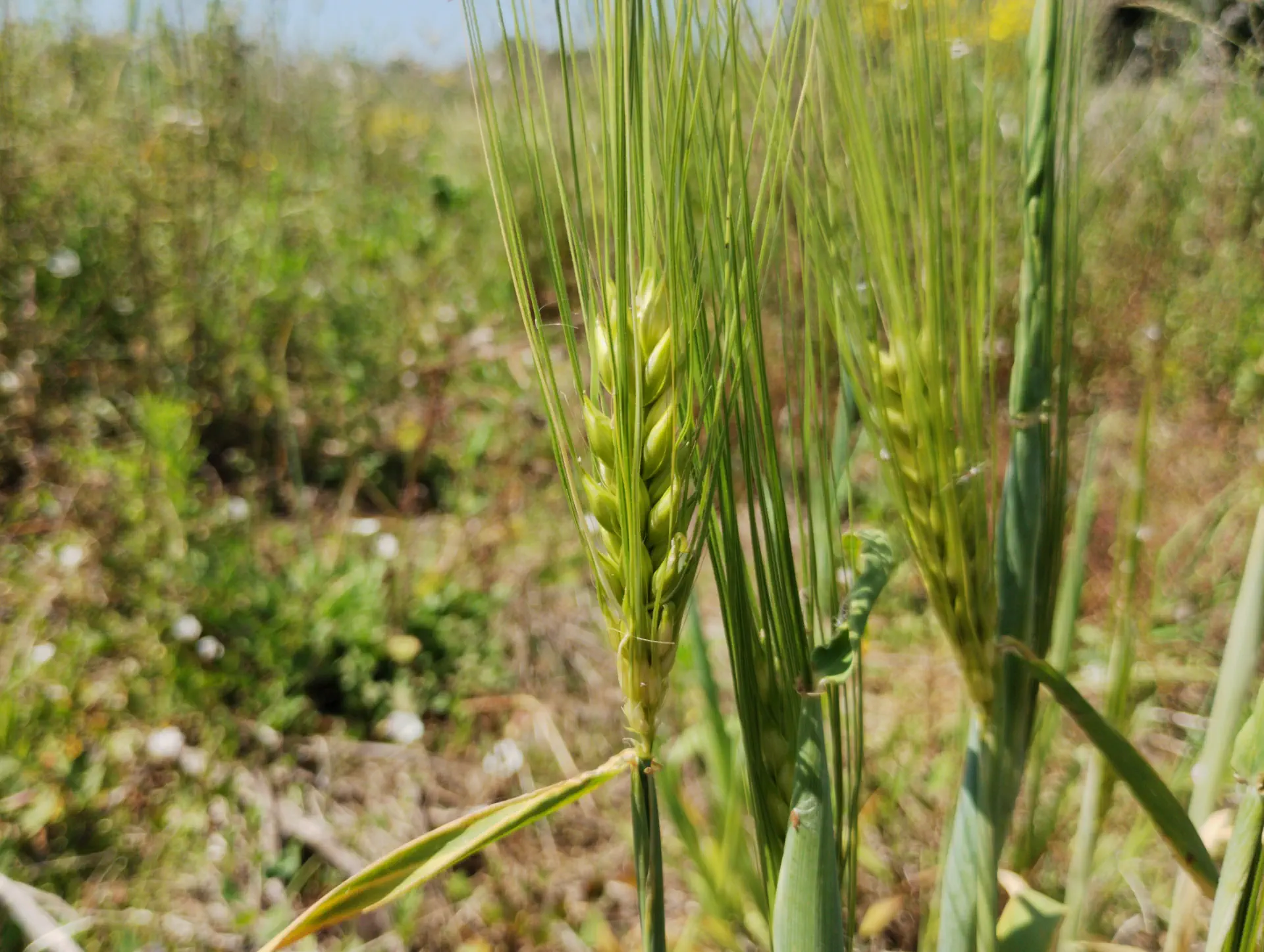img/hordeum-vulgare.webp