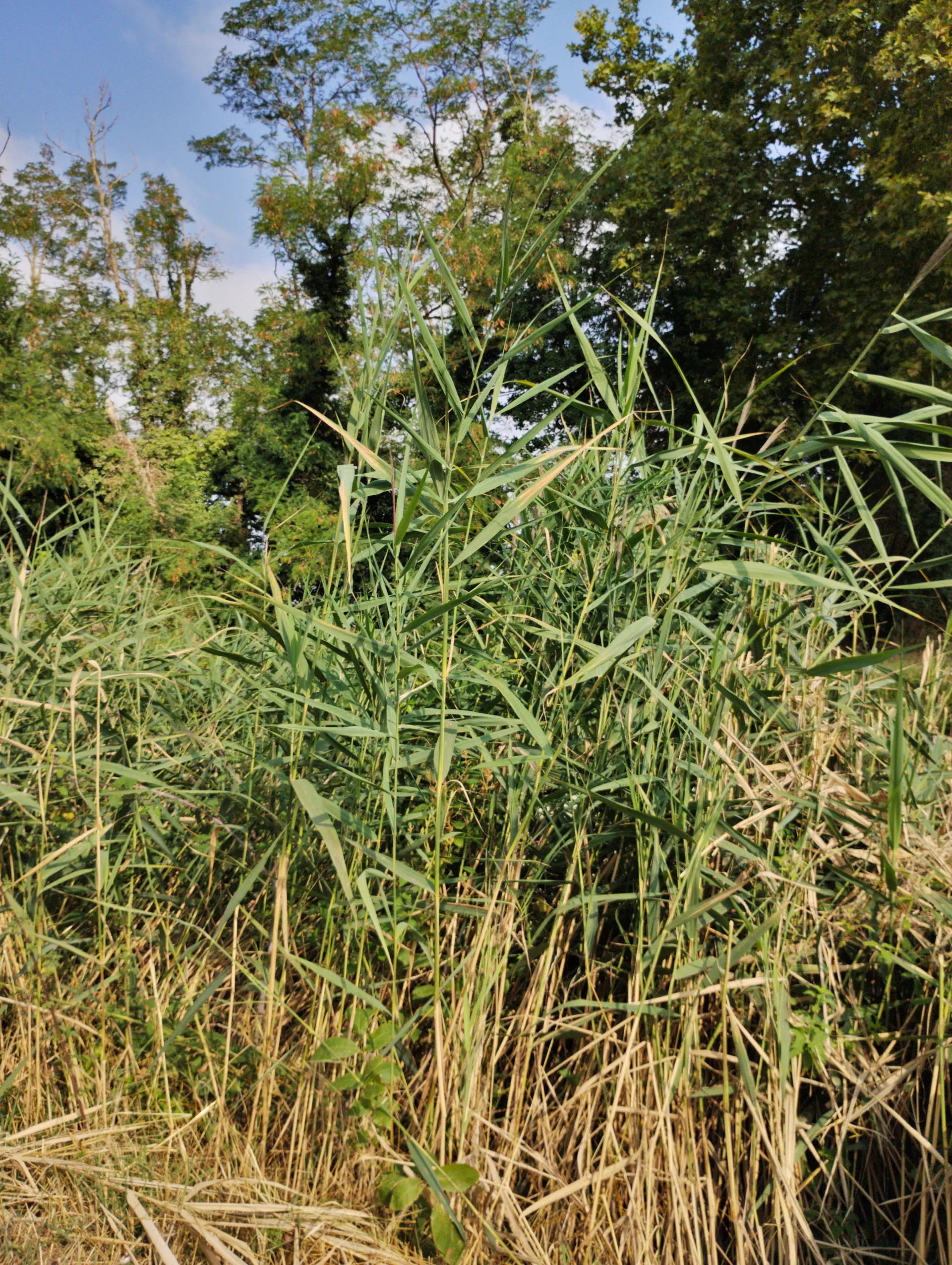 img/phragmites-australis-2.webp