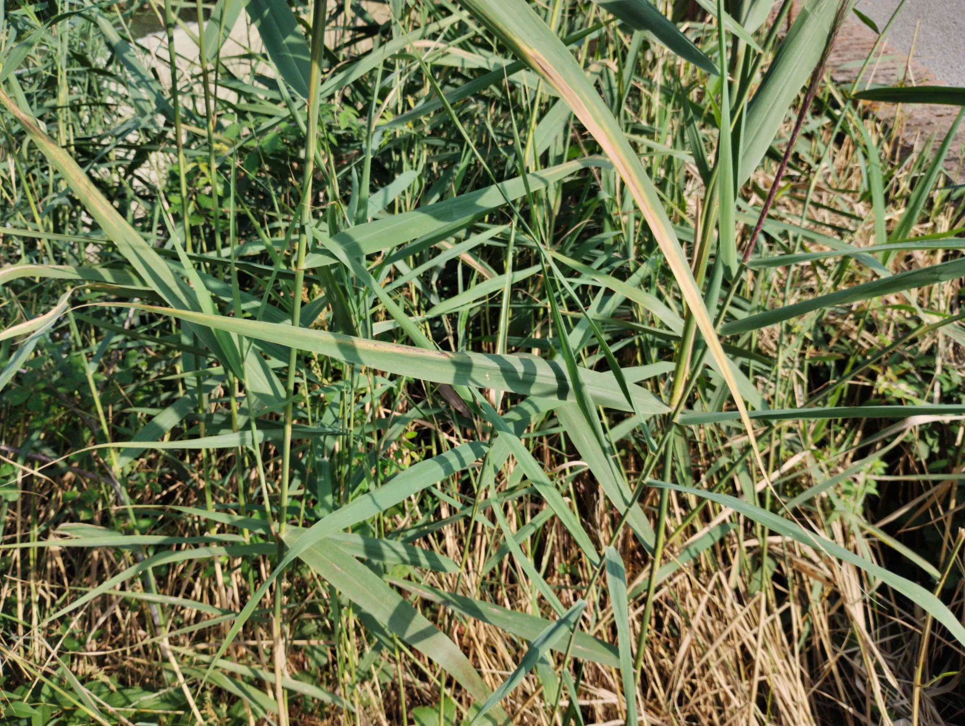 img/phragmites-australis-3.webp