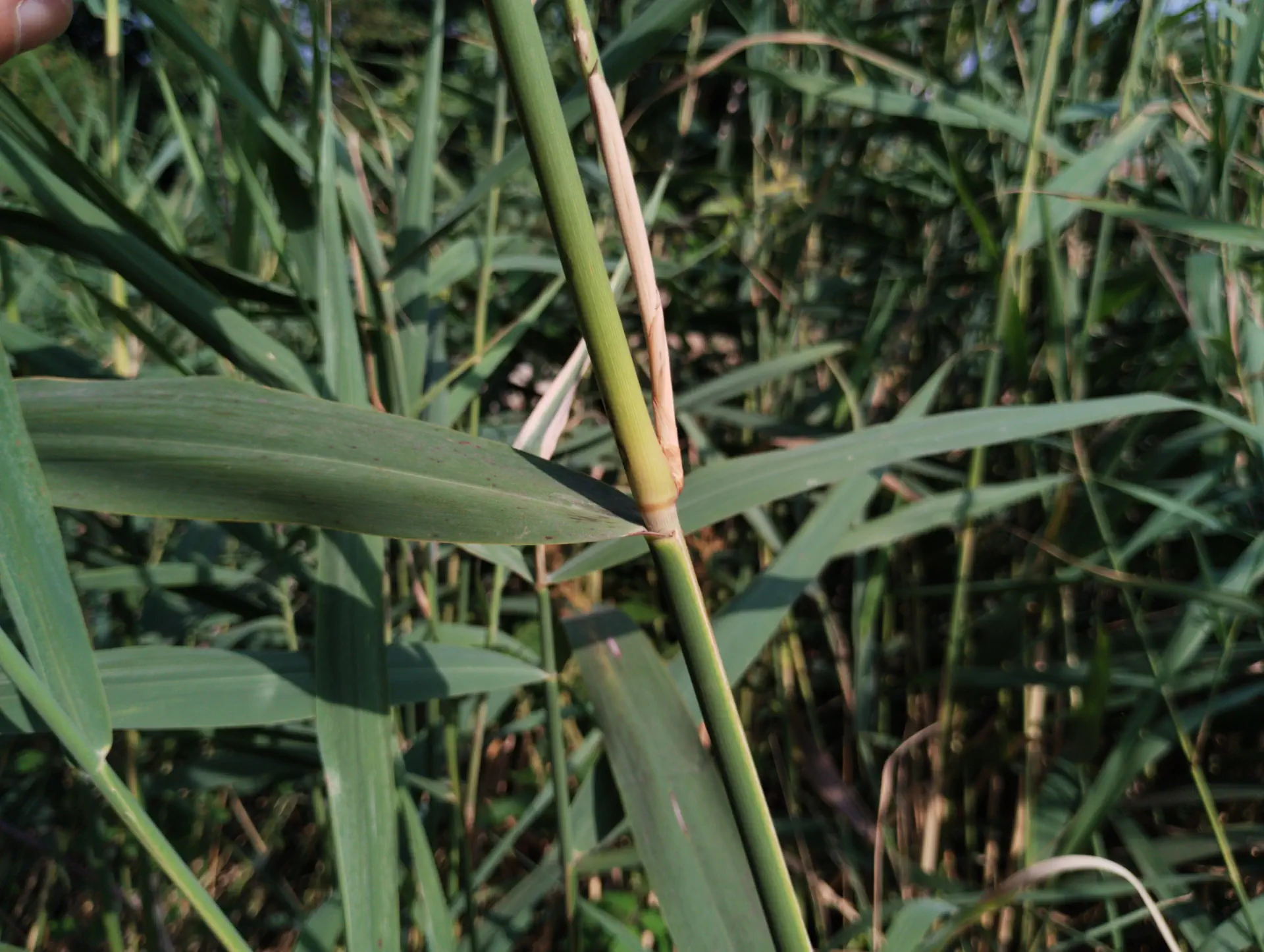 img/phragmites-australis-4.webp