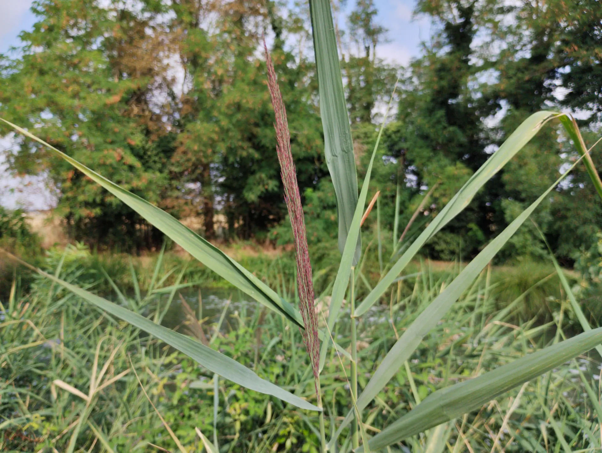img/phragmites-australis.webp