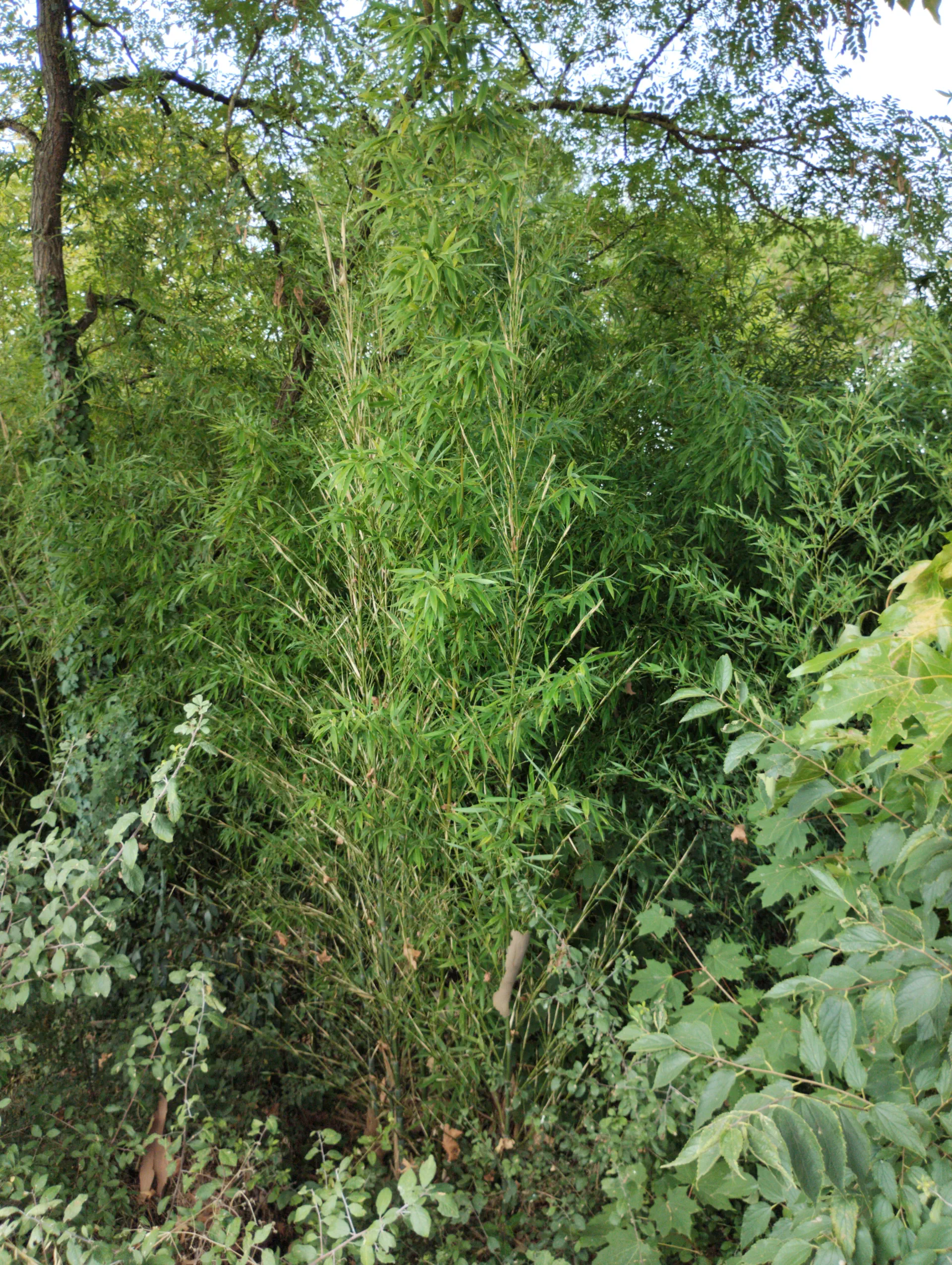 img/phyllostachys-aurea-2.webp