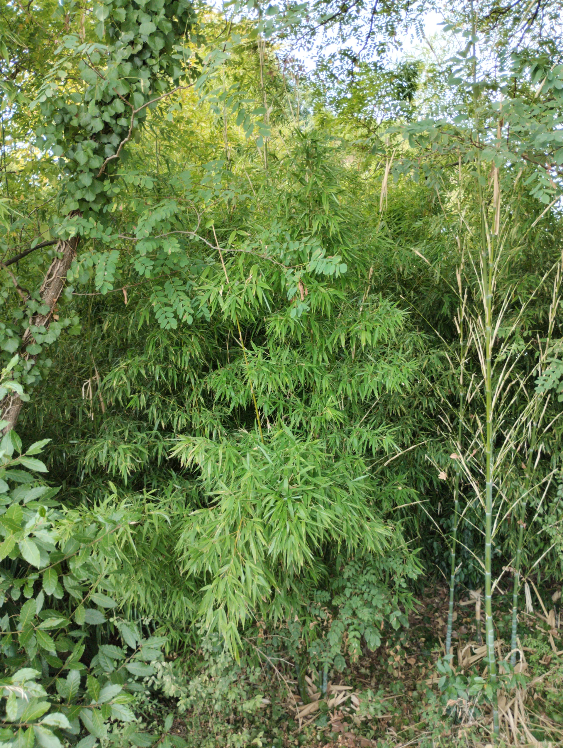 img/phyllostachys-aurea-3.webp